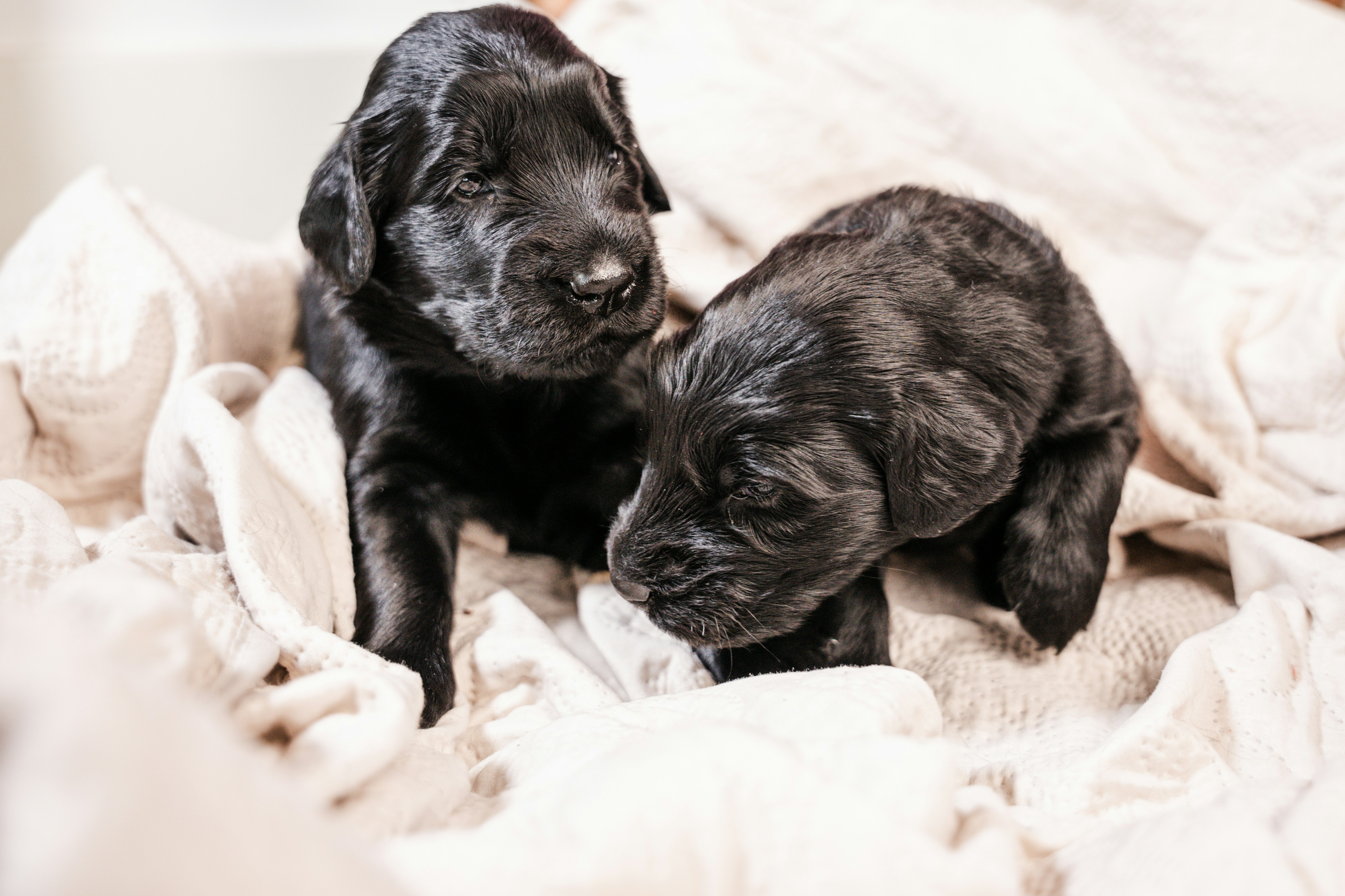 Zwei schwarze Welpen sitzen auf einer Decke