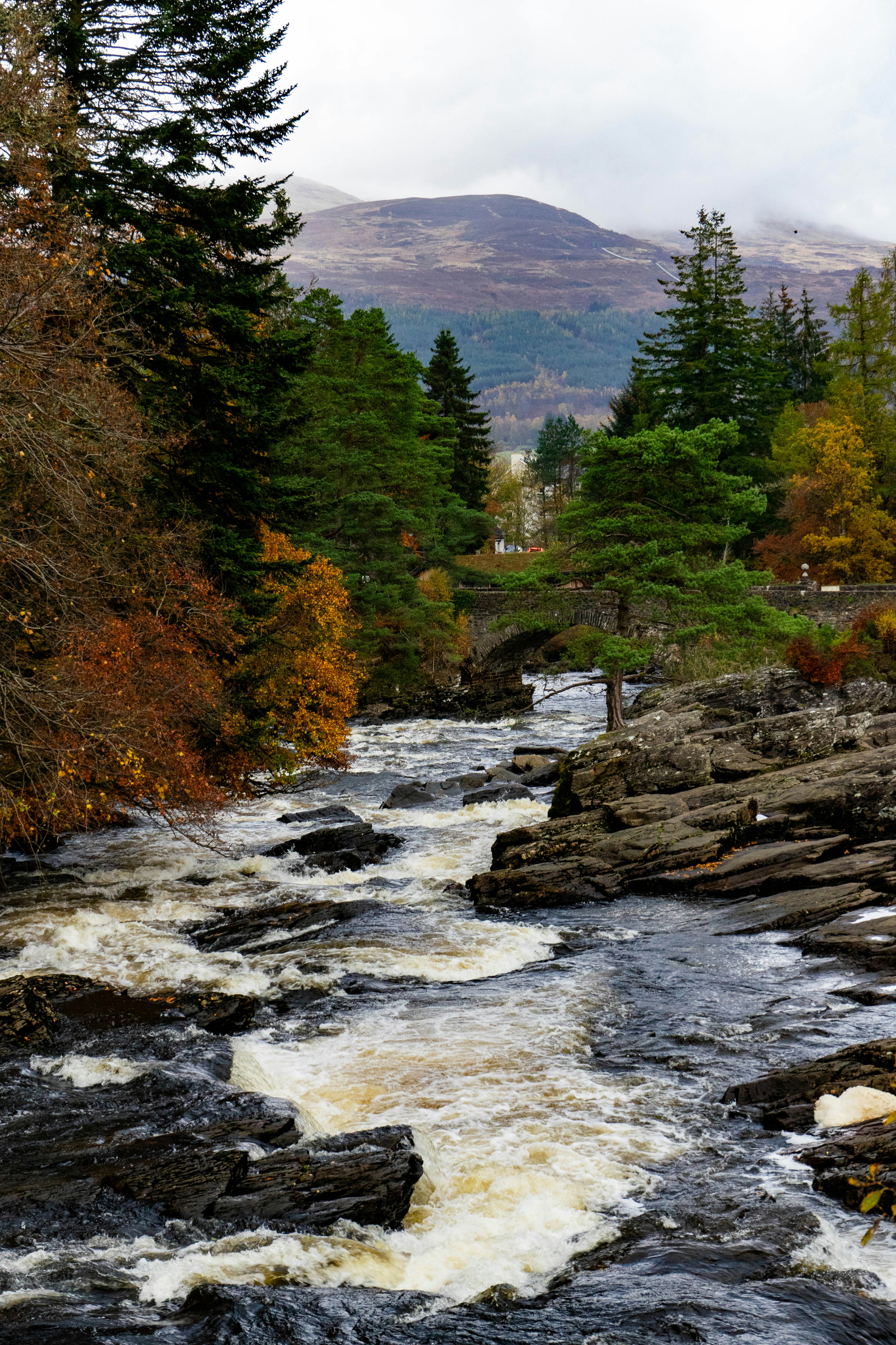 A river running through a forest filled with trees