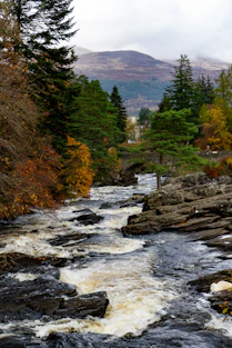 A river running through a forest filled with trees