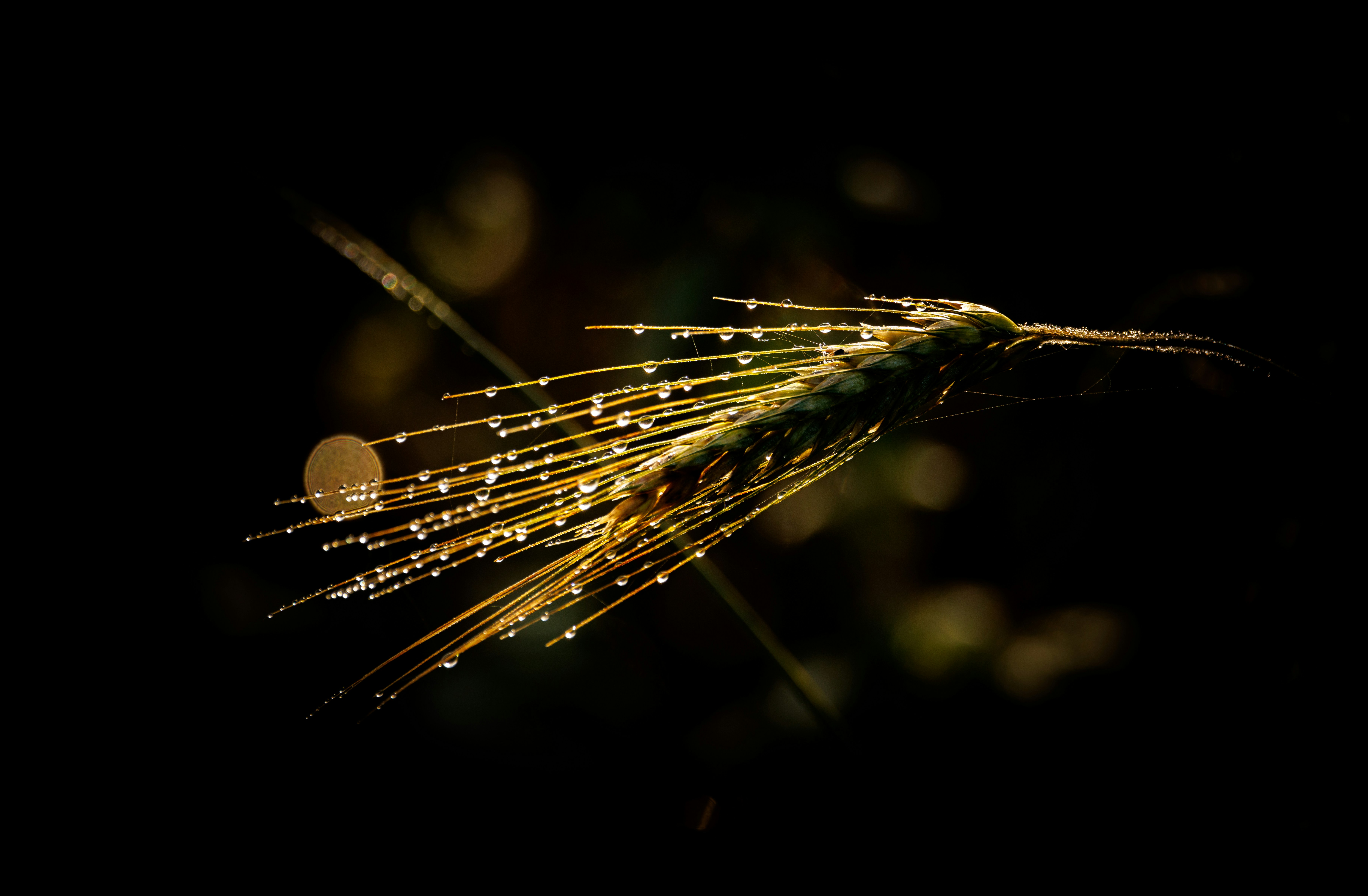 A close up of a plant with drops of water on it