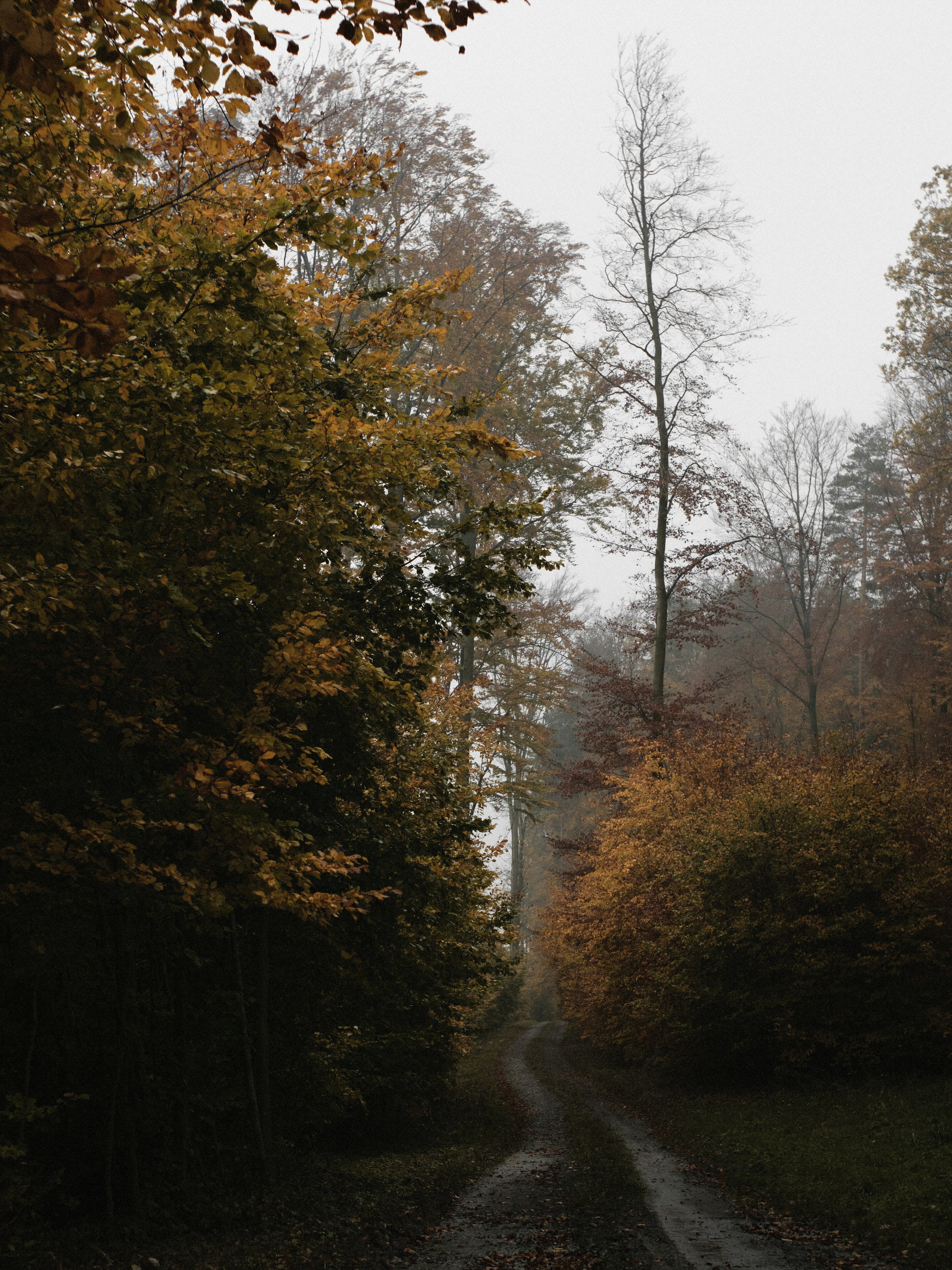 A dirt road in the middle of a forest