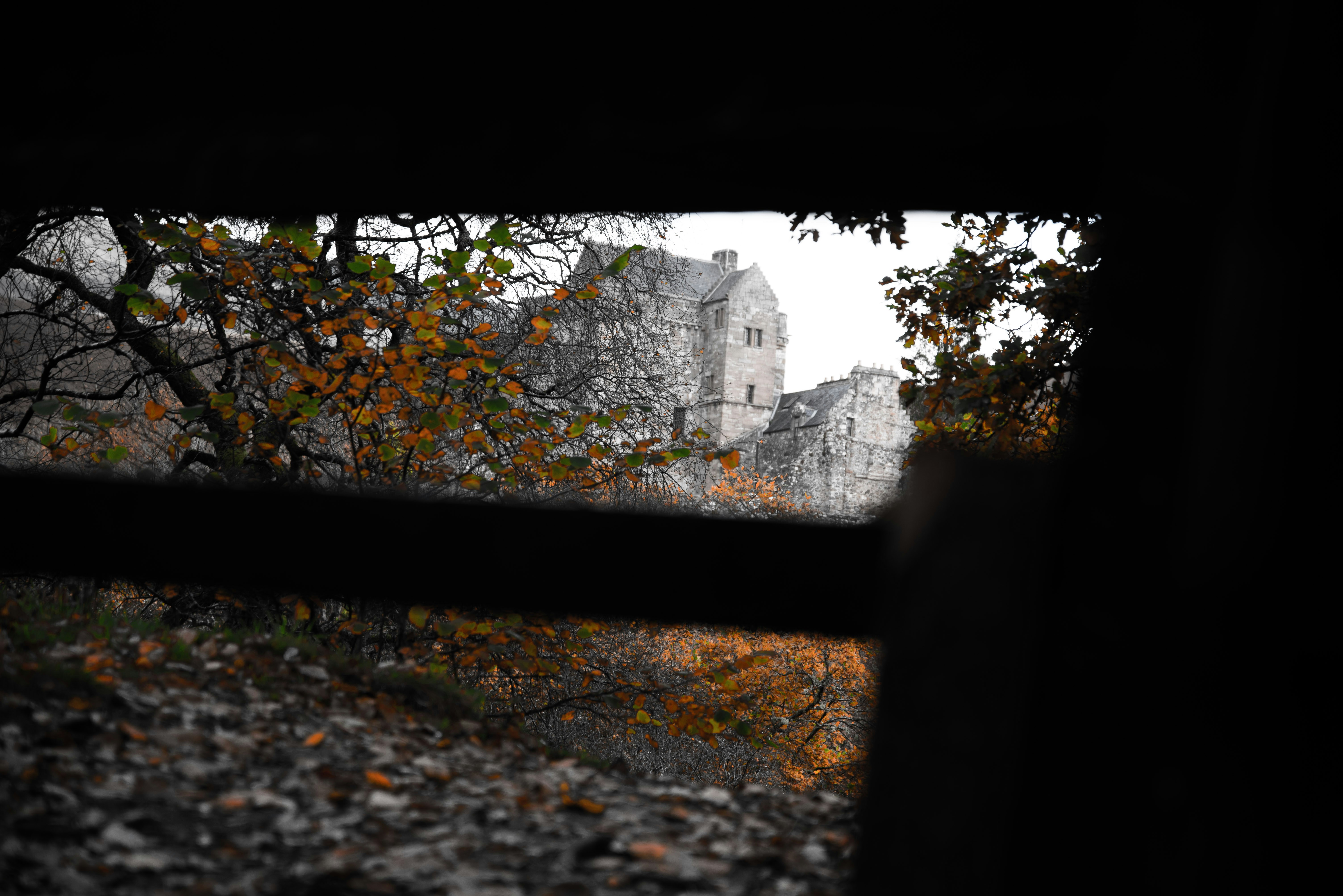 ancient forest fortress, wallpaper, Benteng Pertahanan Perang Sabil di Banyuwangi: Jejak Perjuangan 5