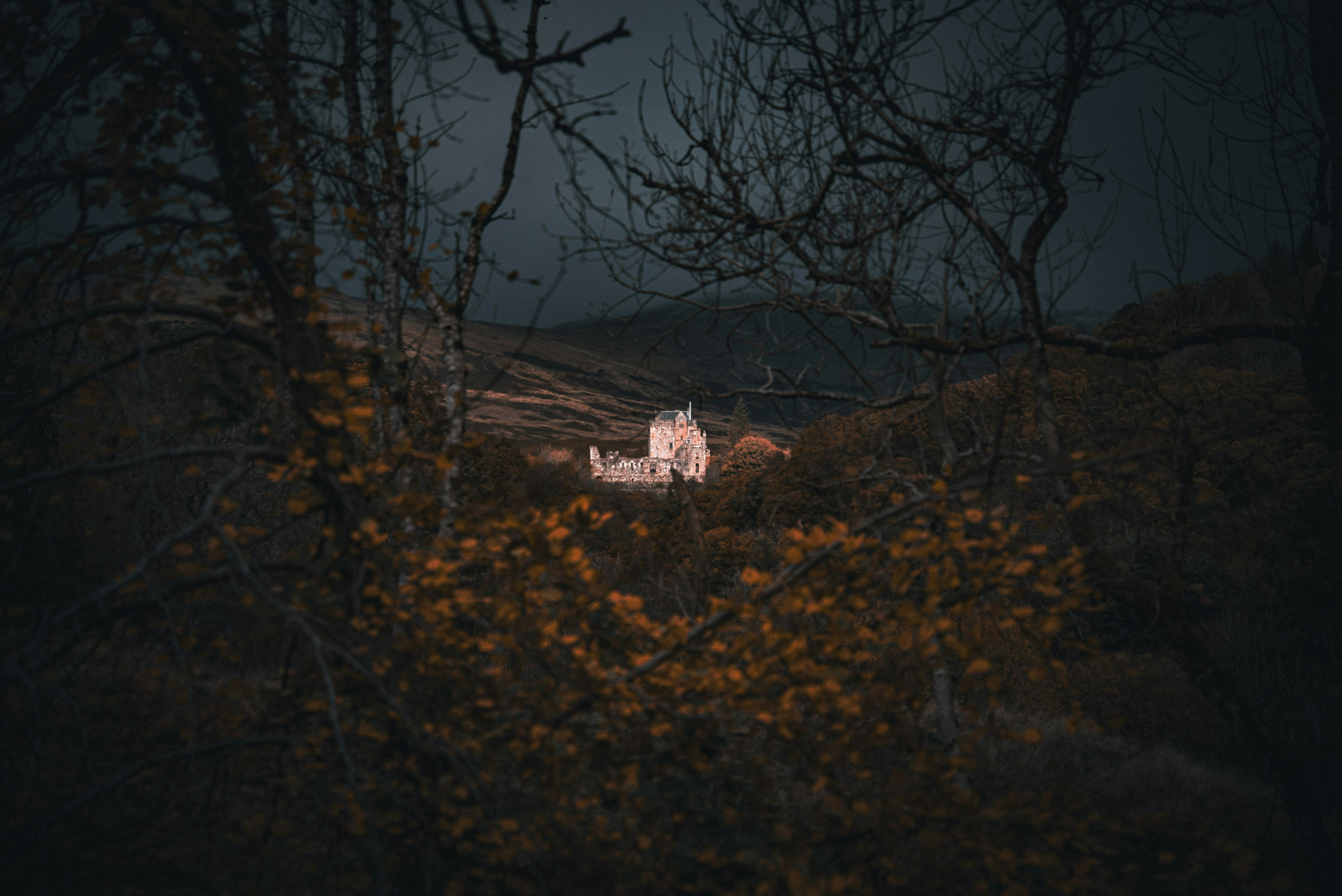 A house in the middle of a forest at night