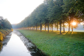 Une rivière qui traverse une forêt verdoyante luxuriante quotidienpositif