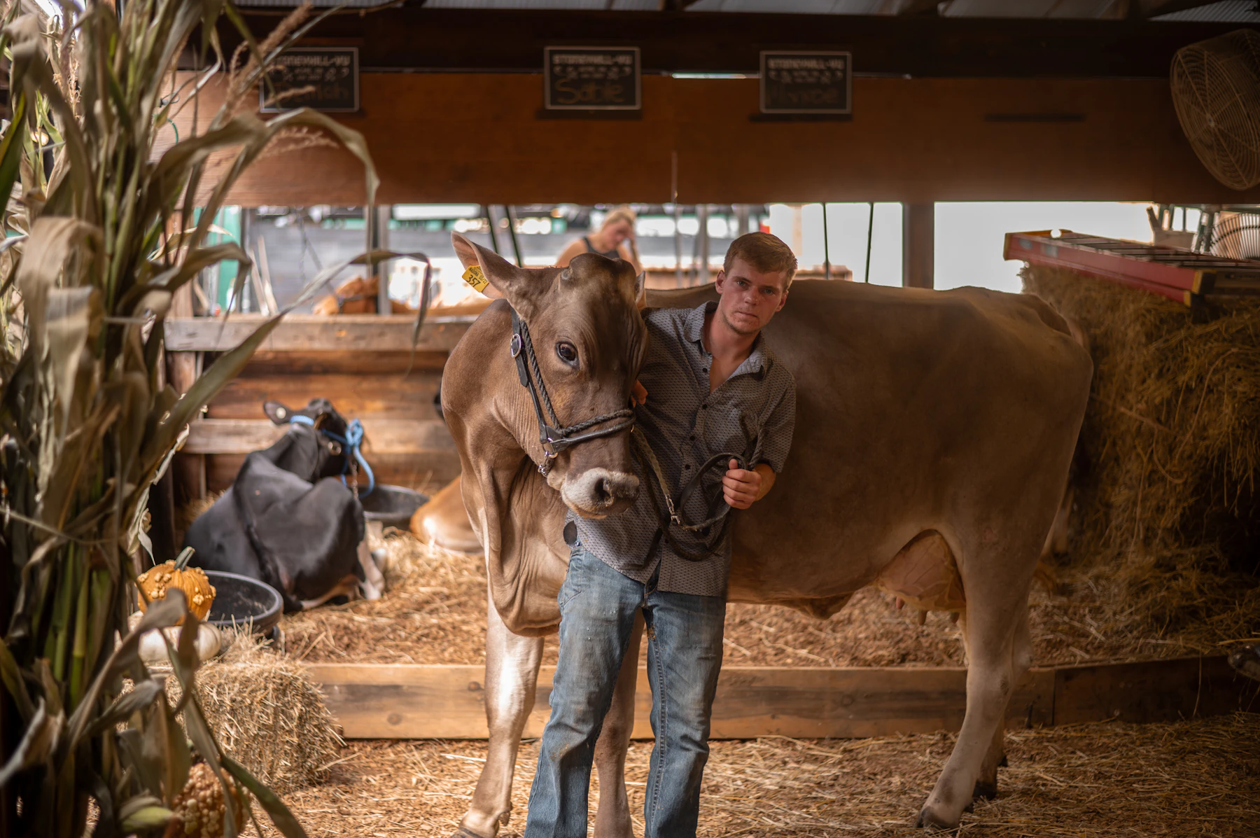 A young exhibitor with his arm around a haltered brown cow in a straw-bedded fair barn stall