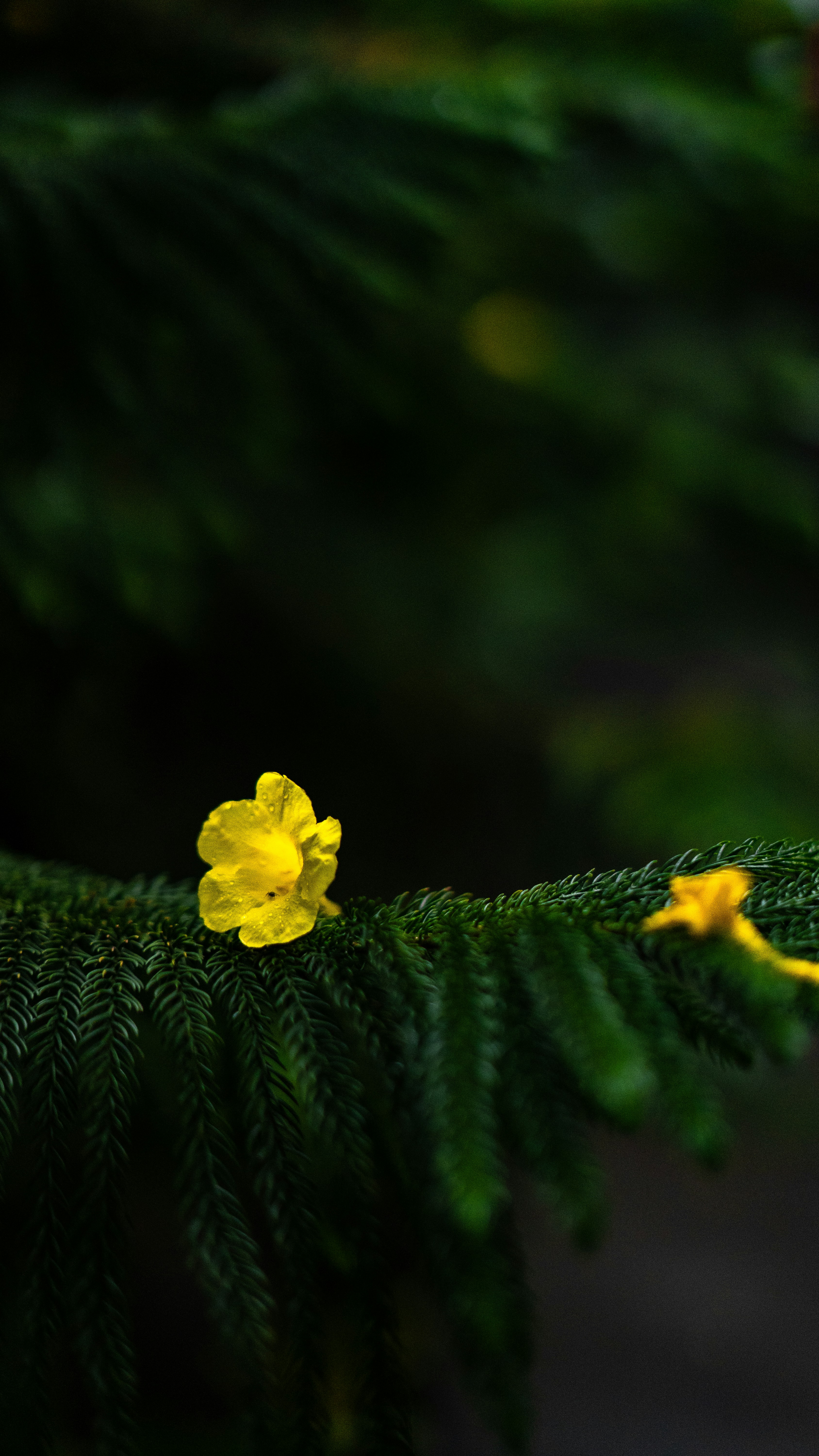 A small yellow flower sitting on top of a green branch