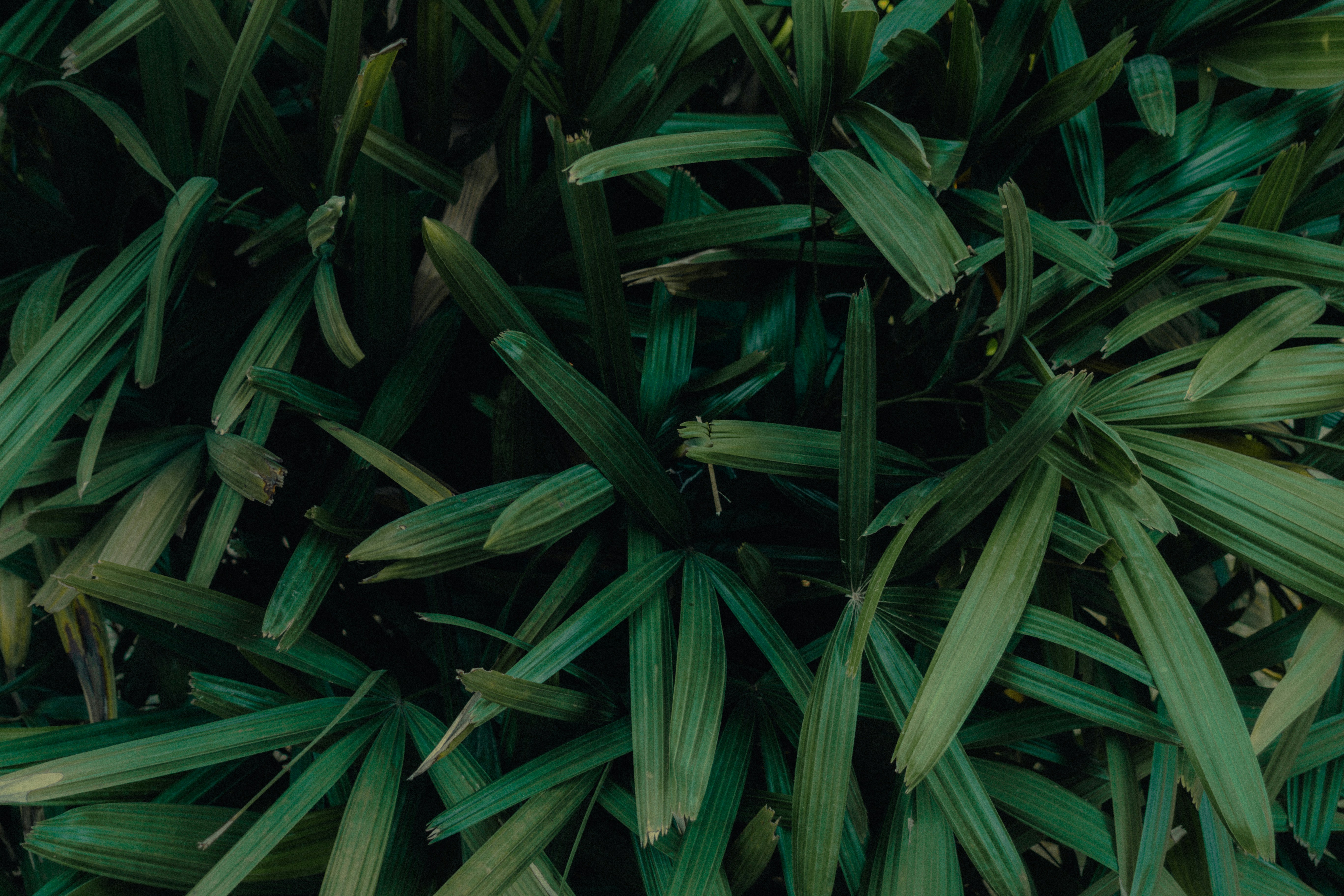 A close up of a plant with green leaves