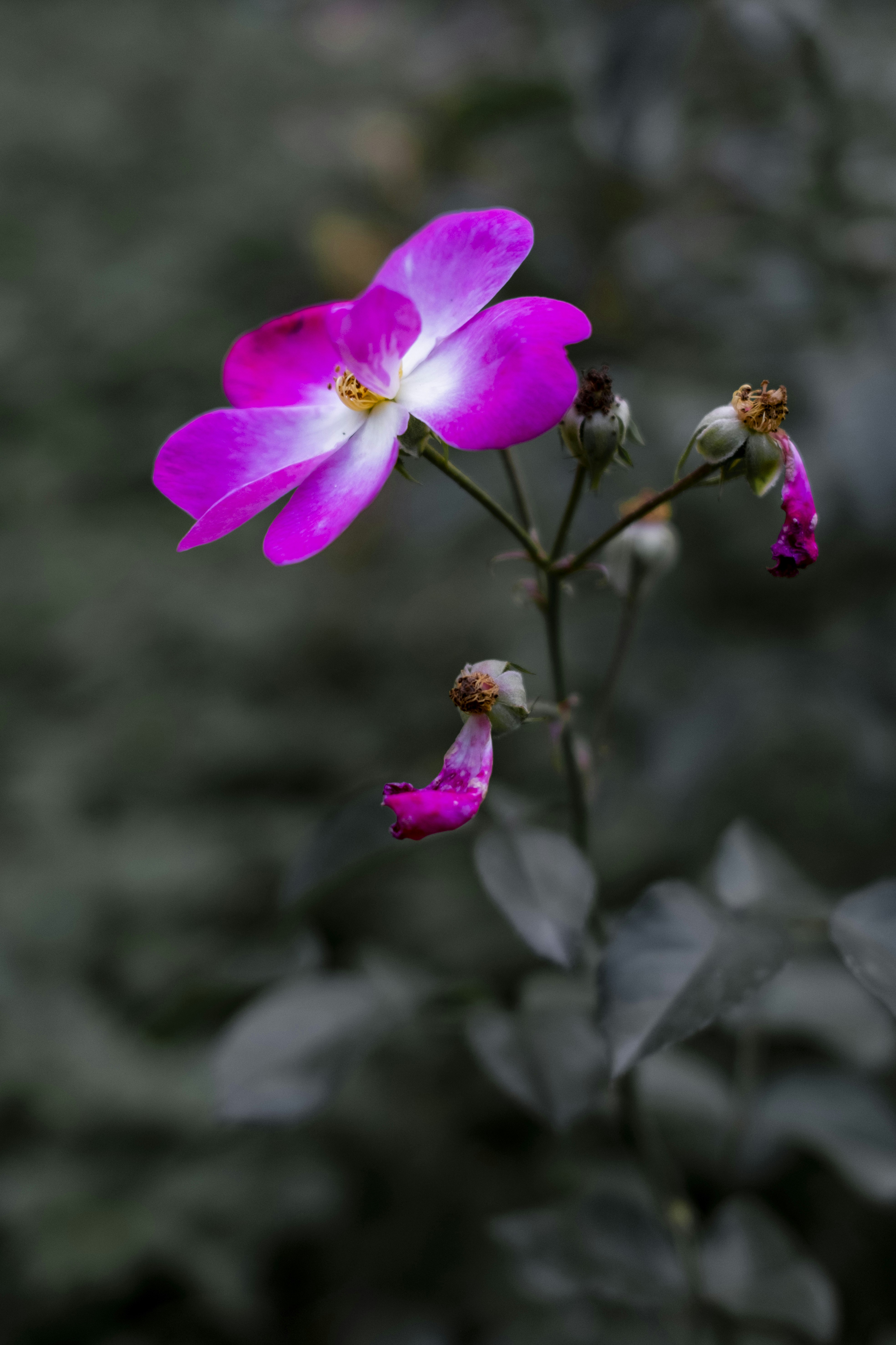 Photo by stef_enheart