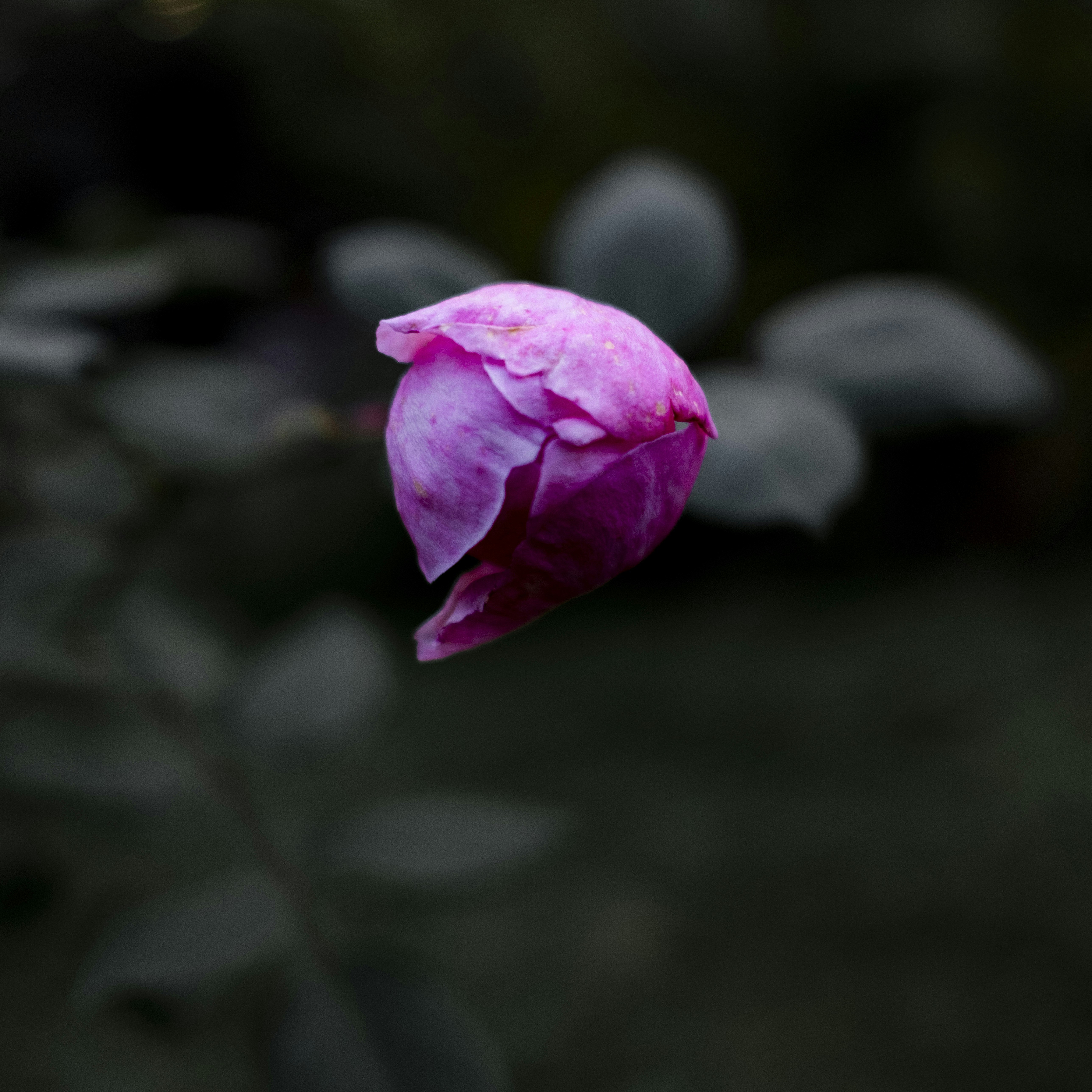 Photo by stef_enheart