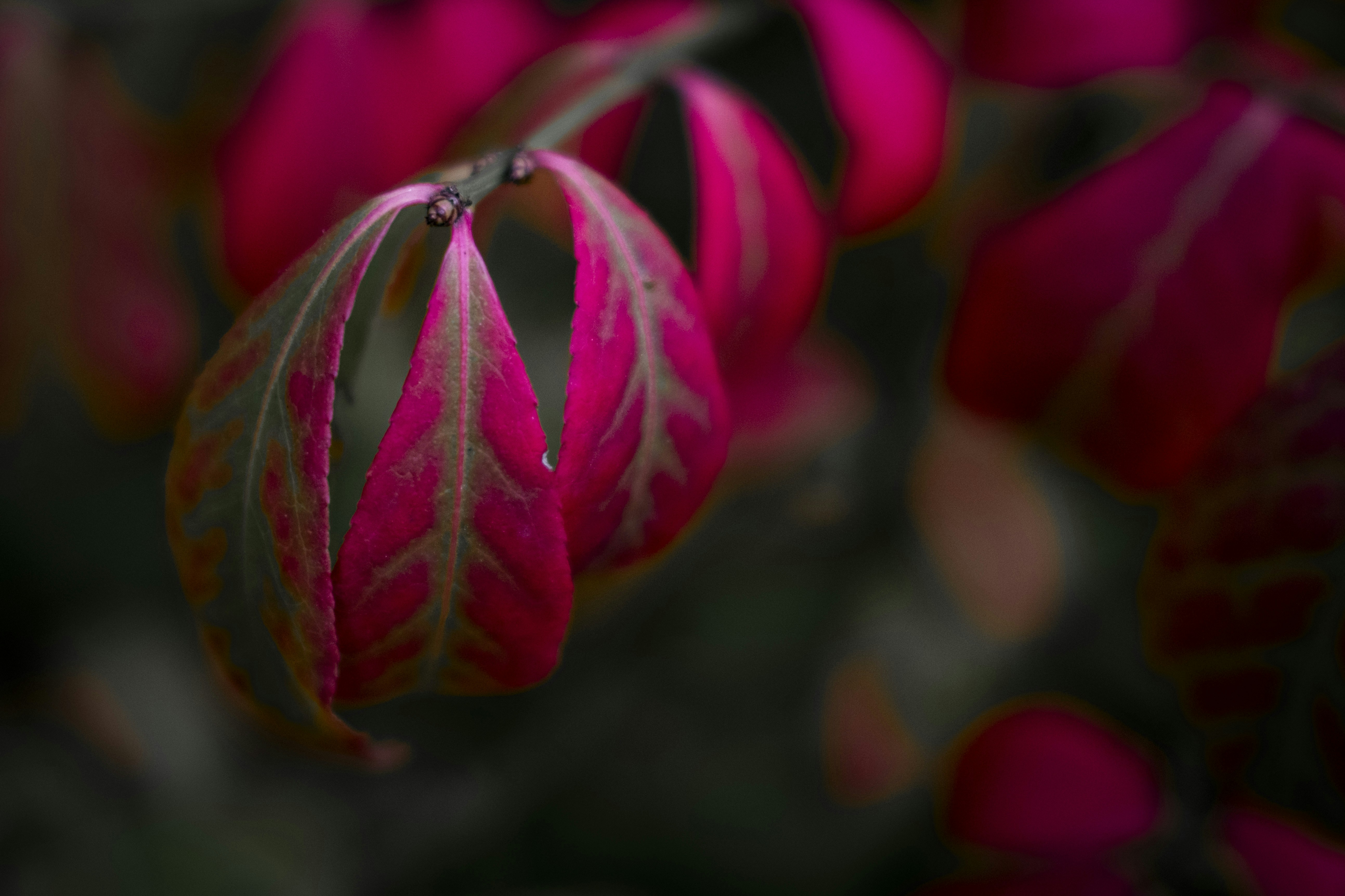 Photo by stef_enheart