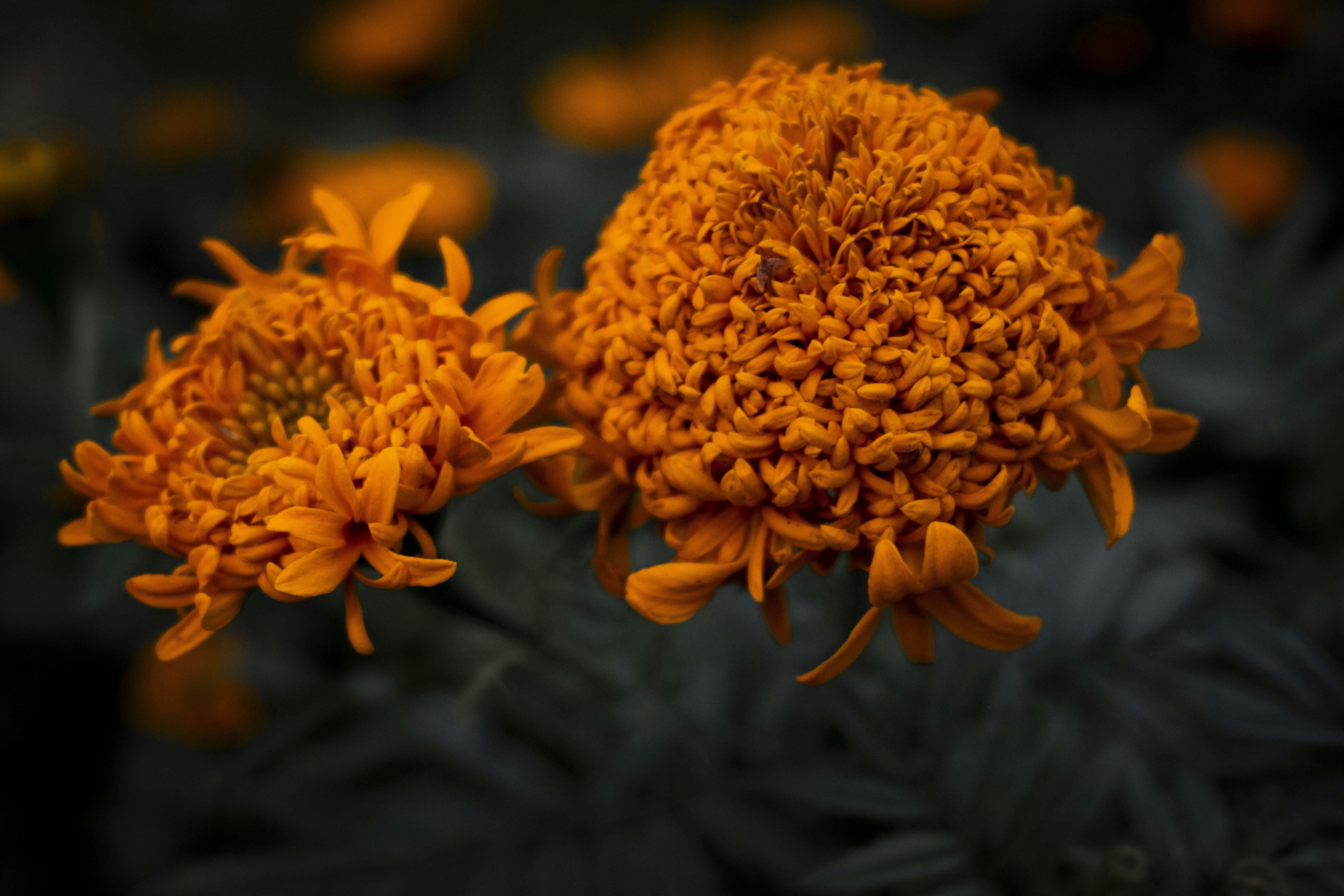 Photo by stef_enheart