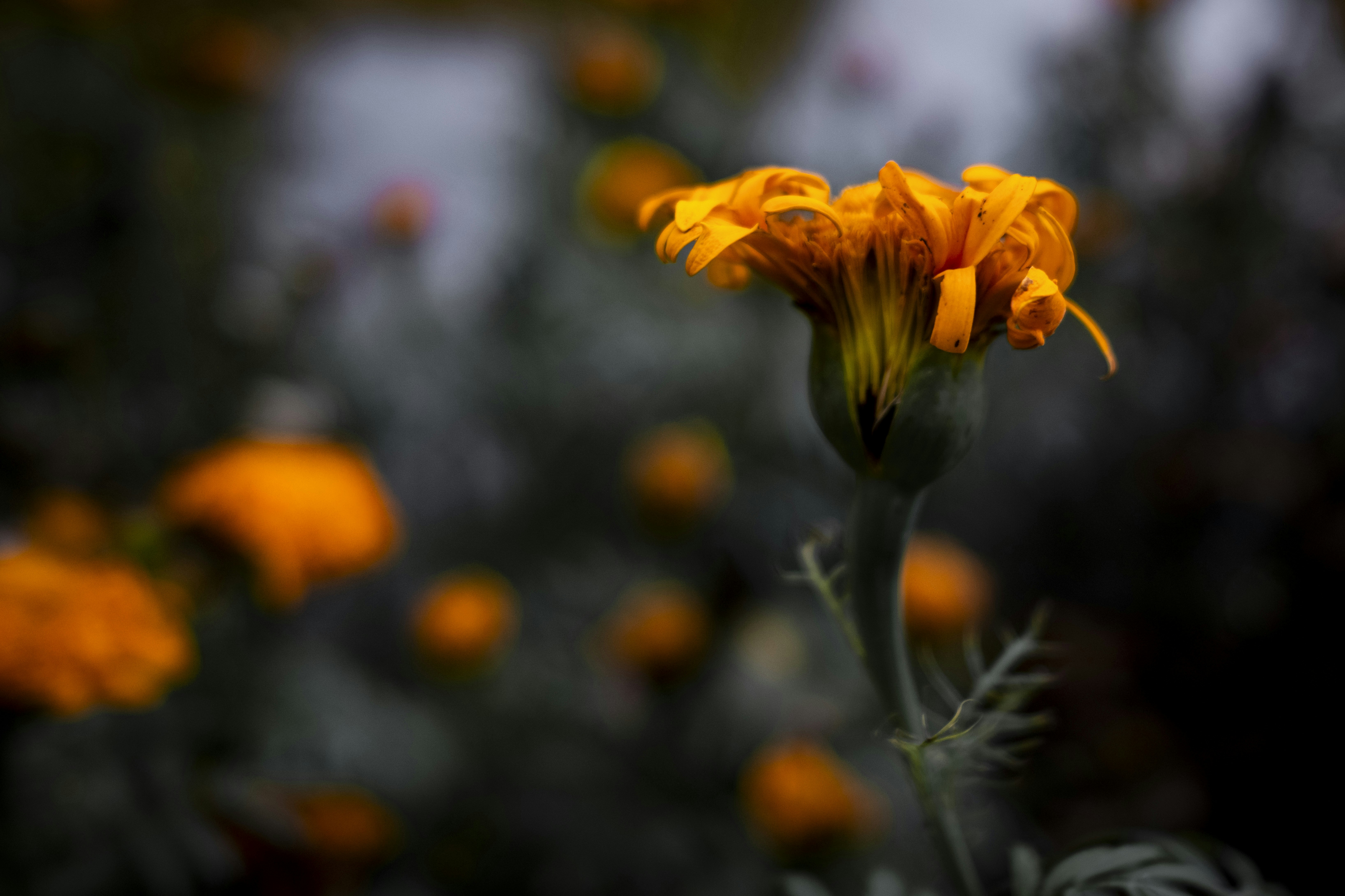 Photo by stef_enheart