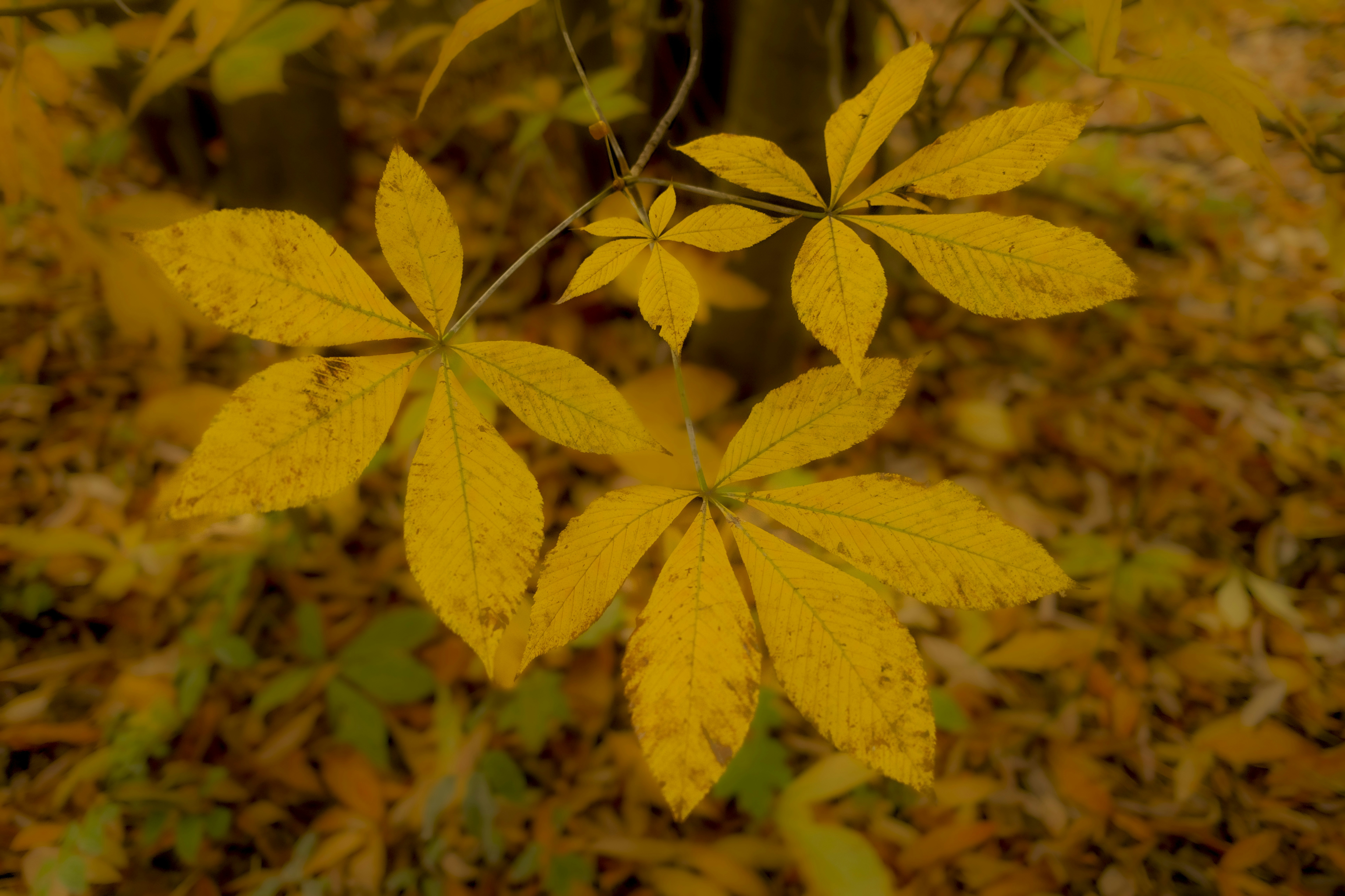 A close up of a yellow leaf on a tree