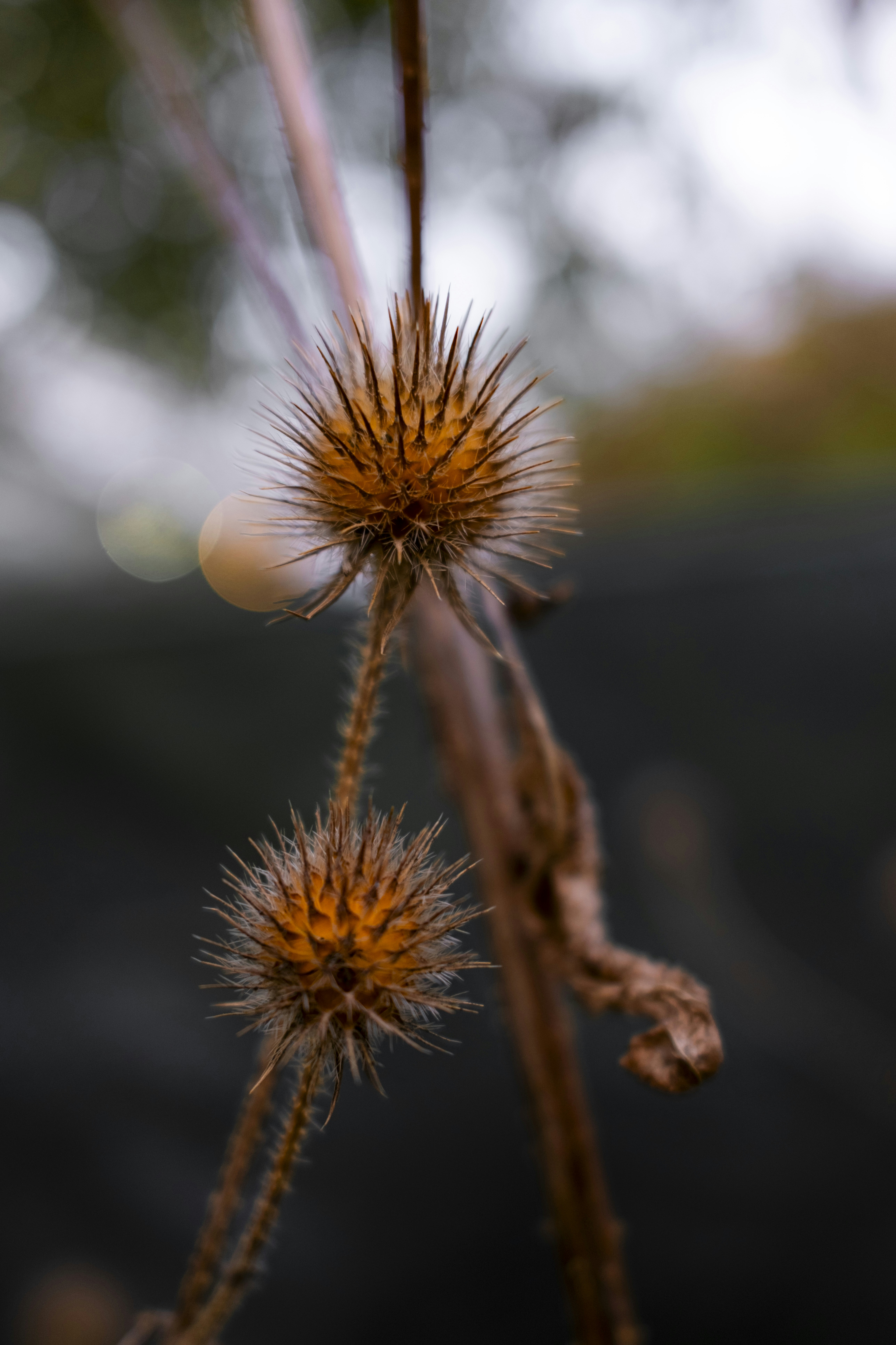 Photo by stef_enheart