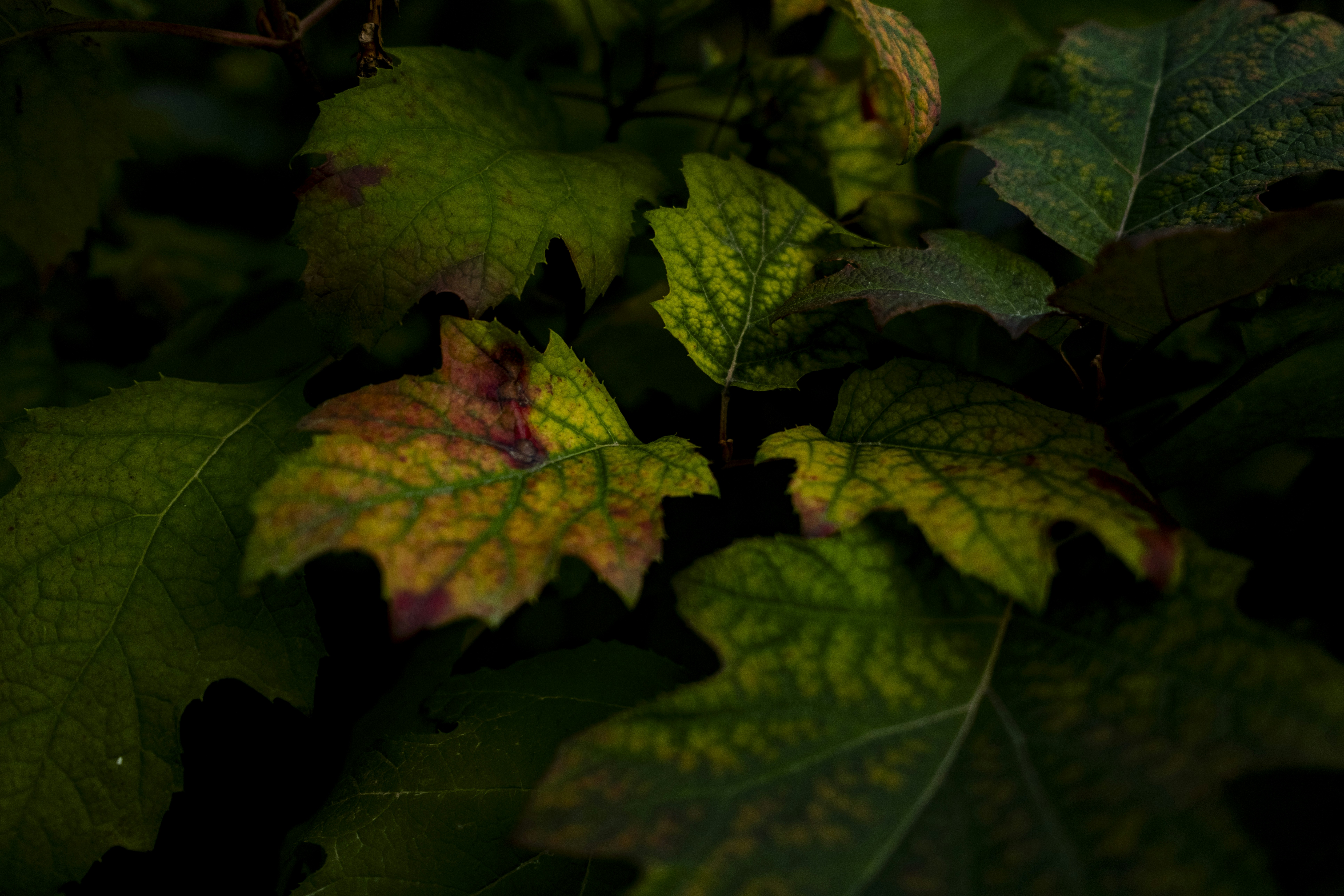 Photo by stef_enheart