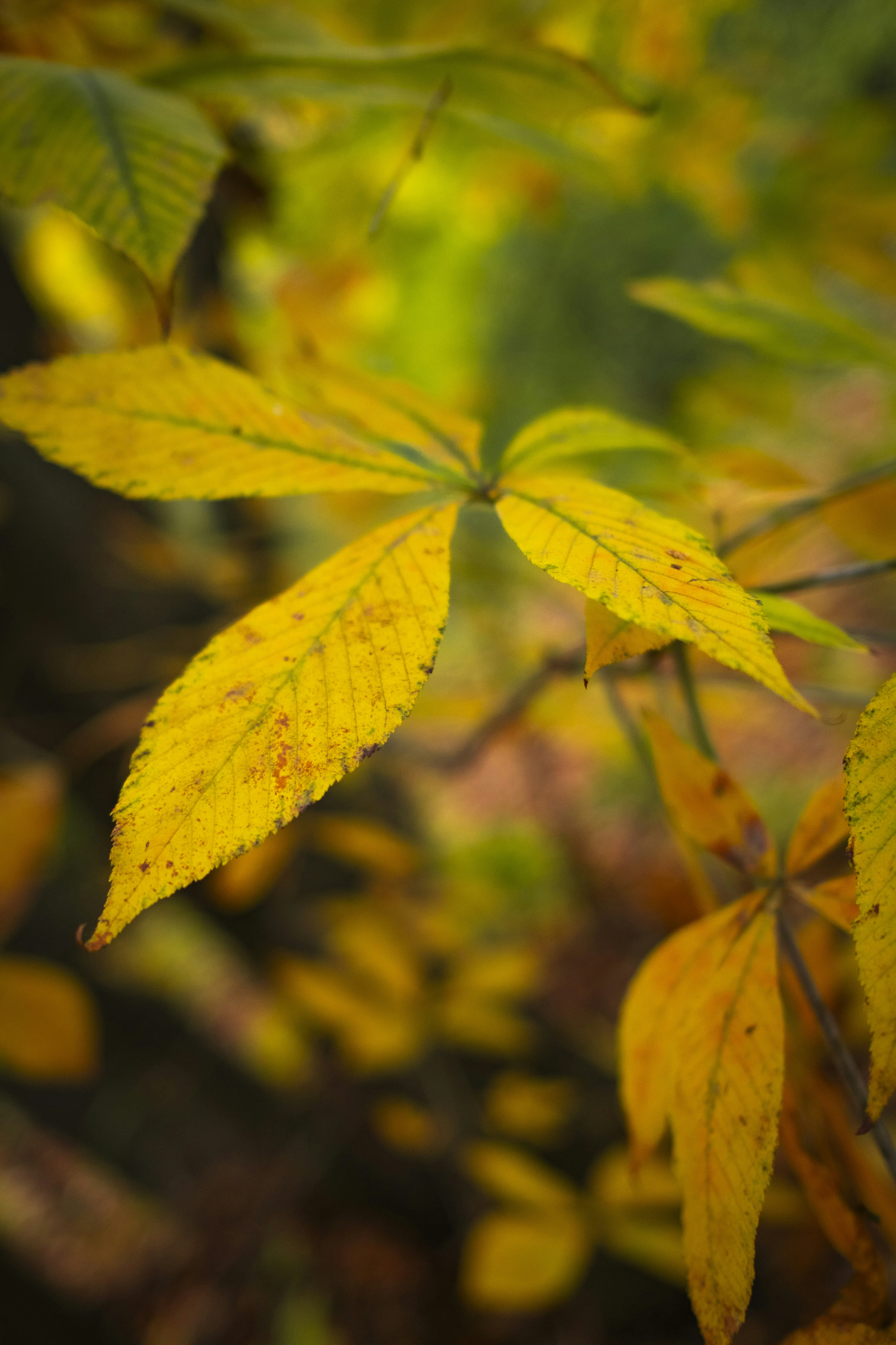 Photo by stef_enheart