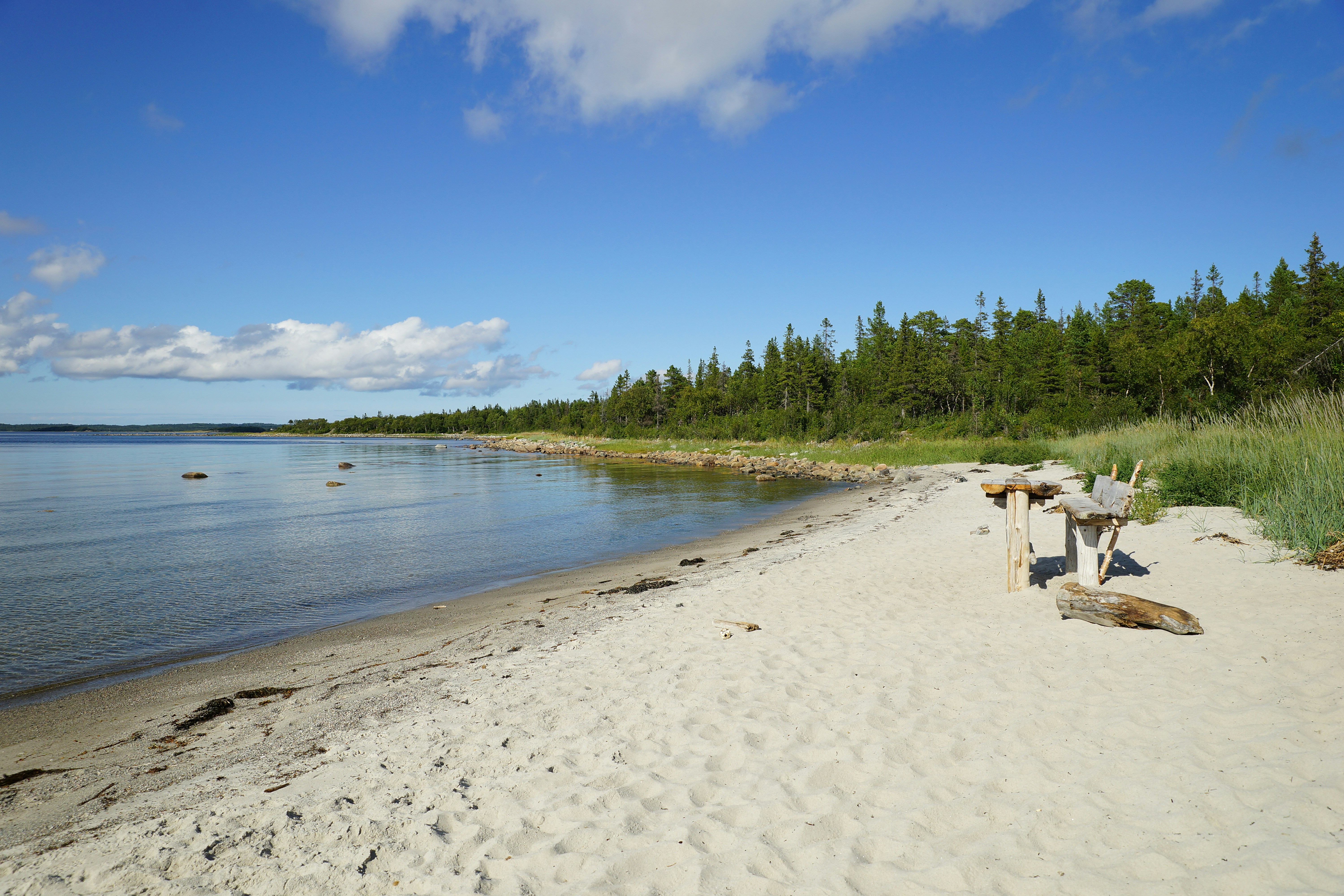 A dog laying on a beach next to a body of water