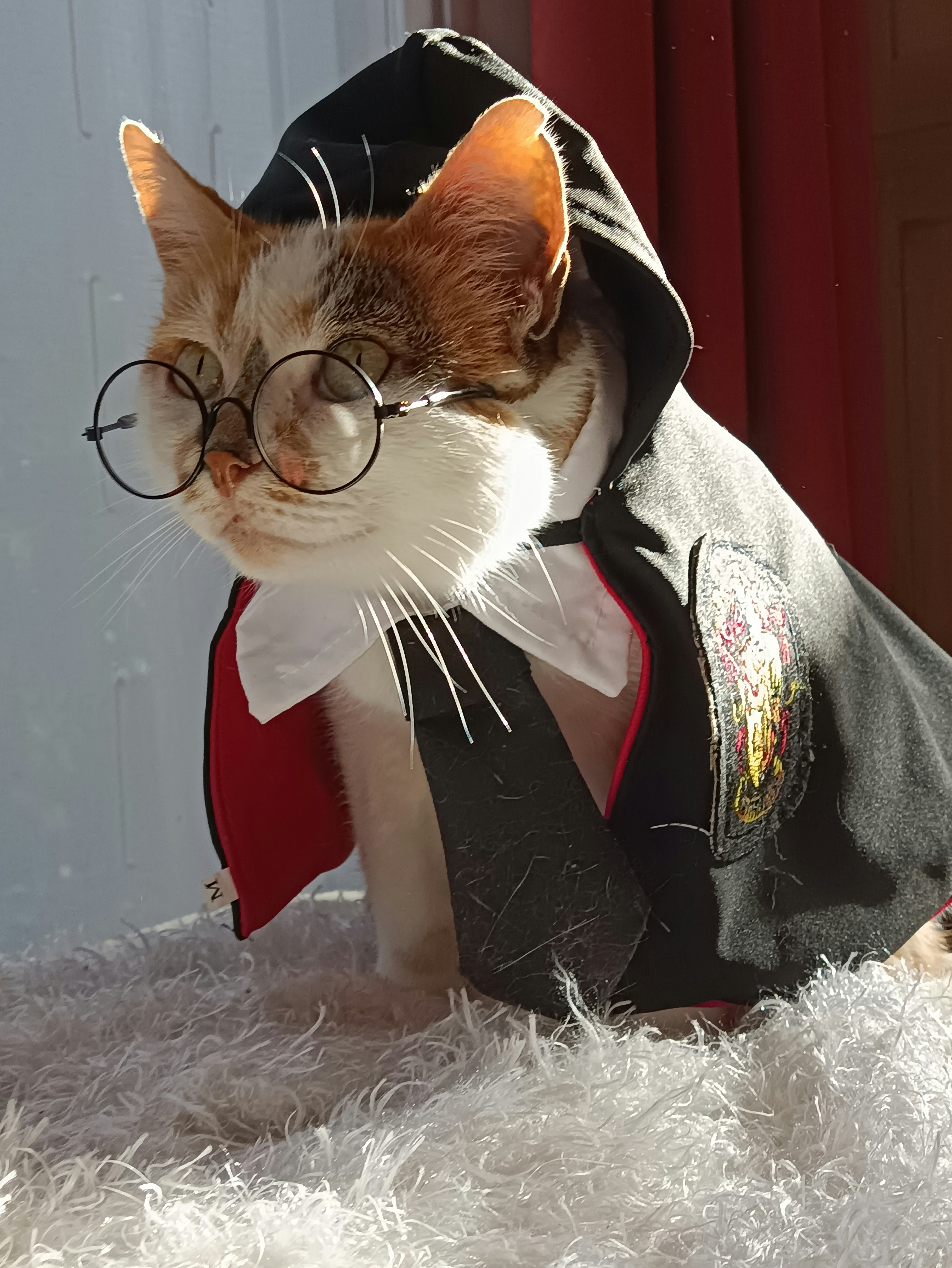 A cat wearing glasses and a jacket on a rug