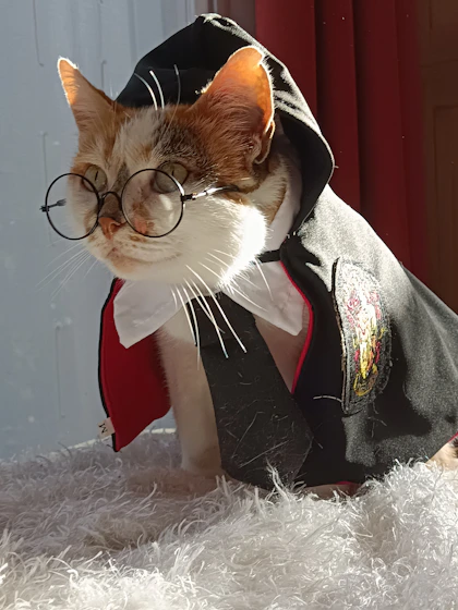Un gato usando lentes  y una capa 