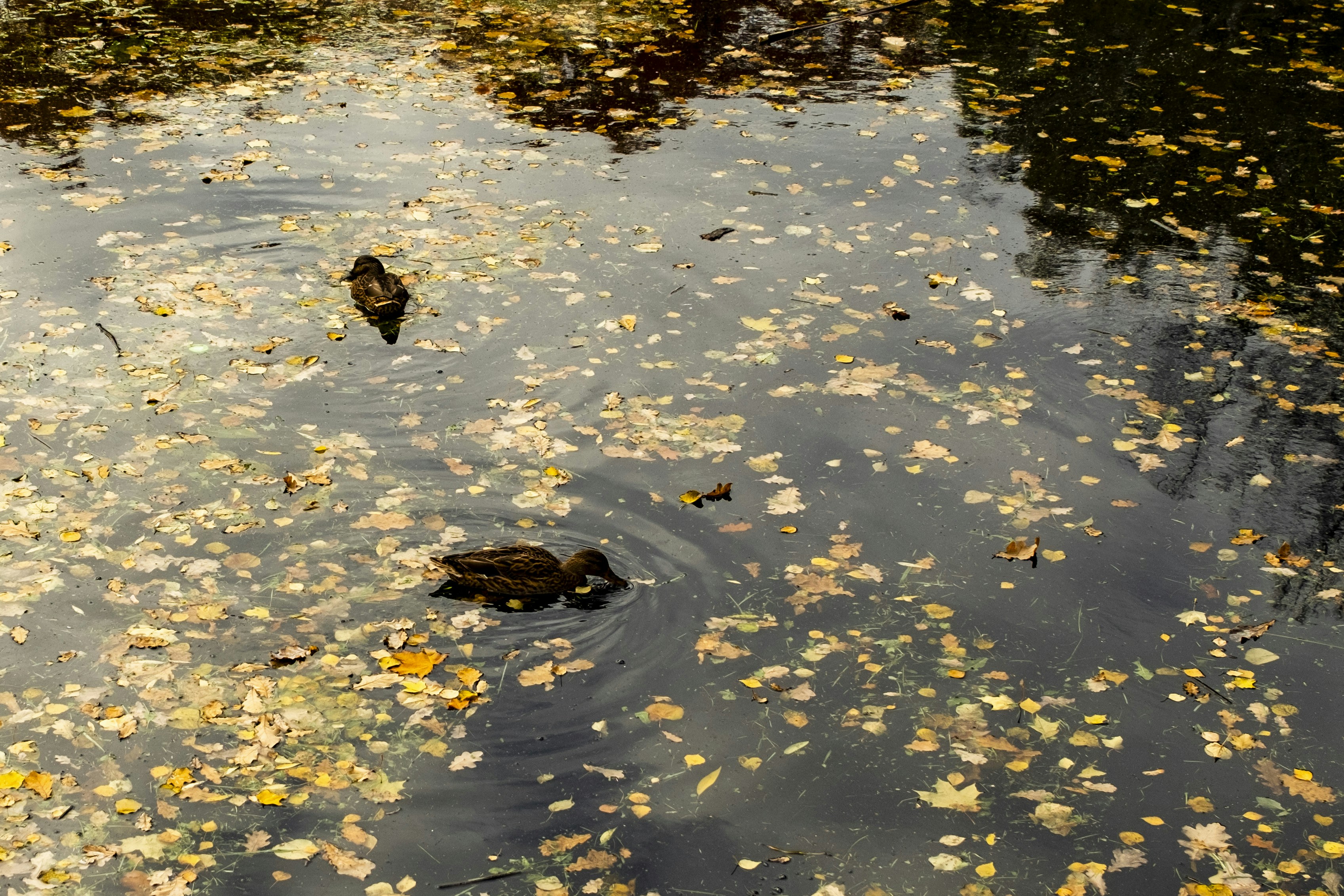 Photo by stef_enheart