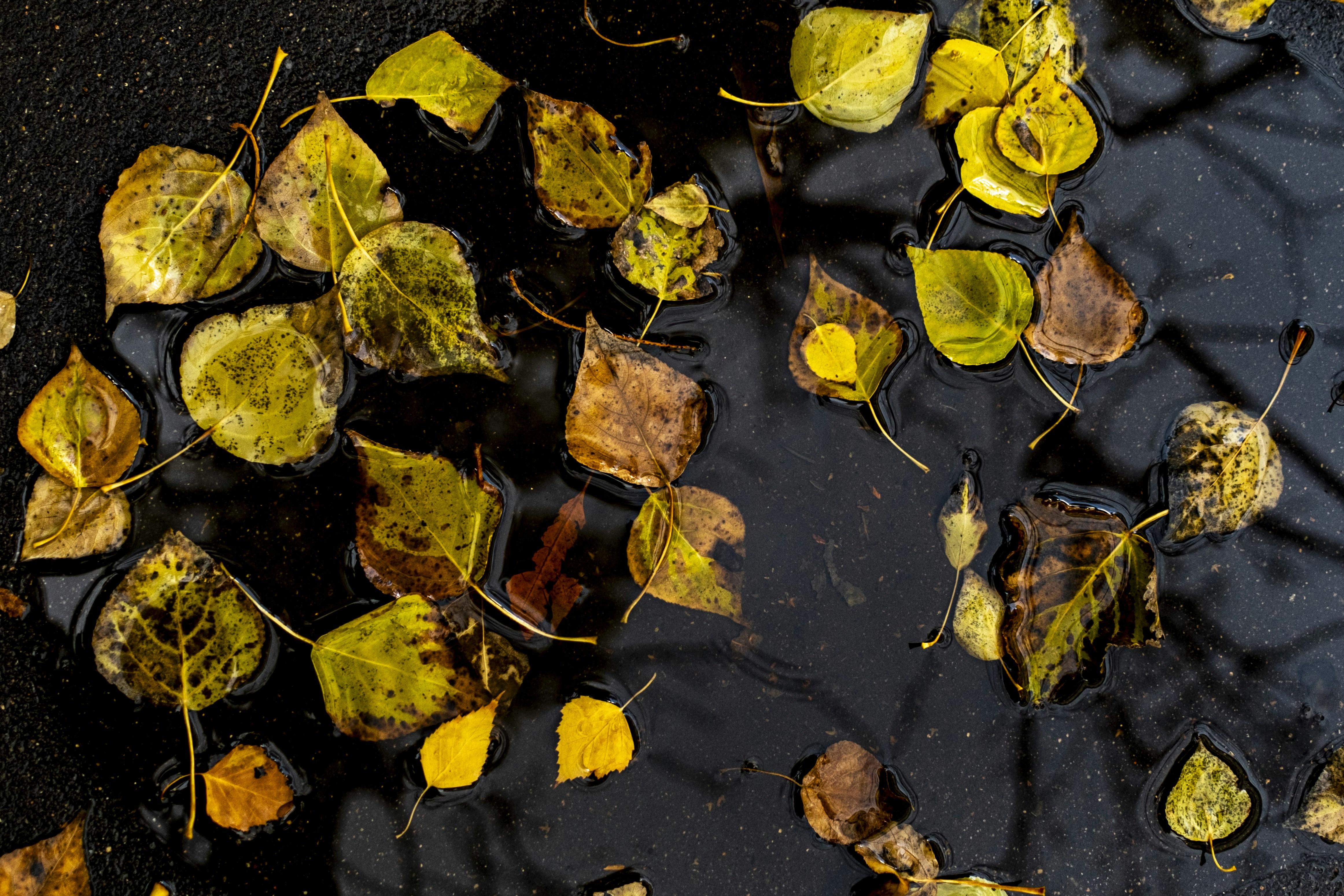 Photo by stef_enheart