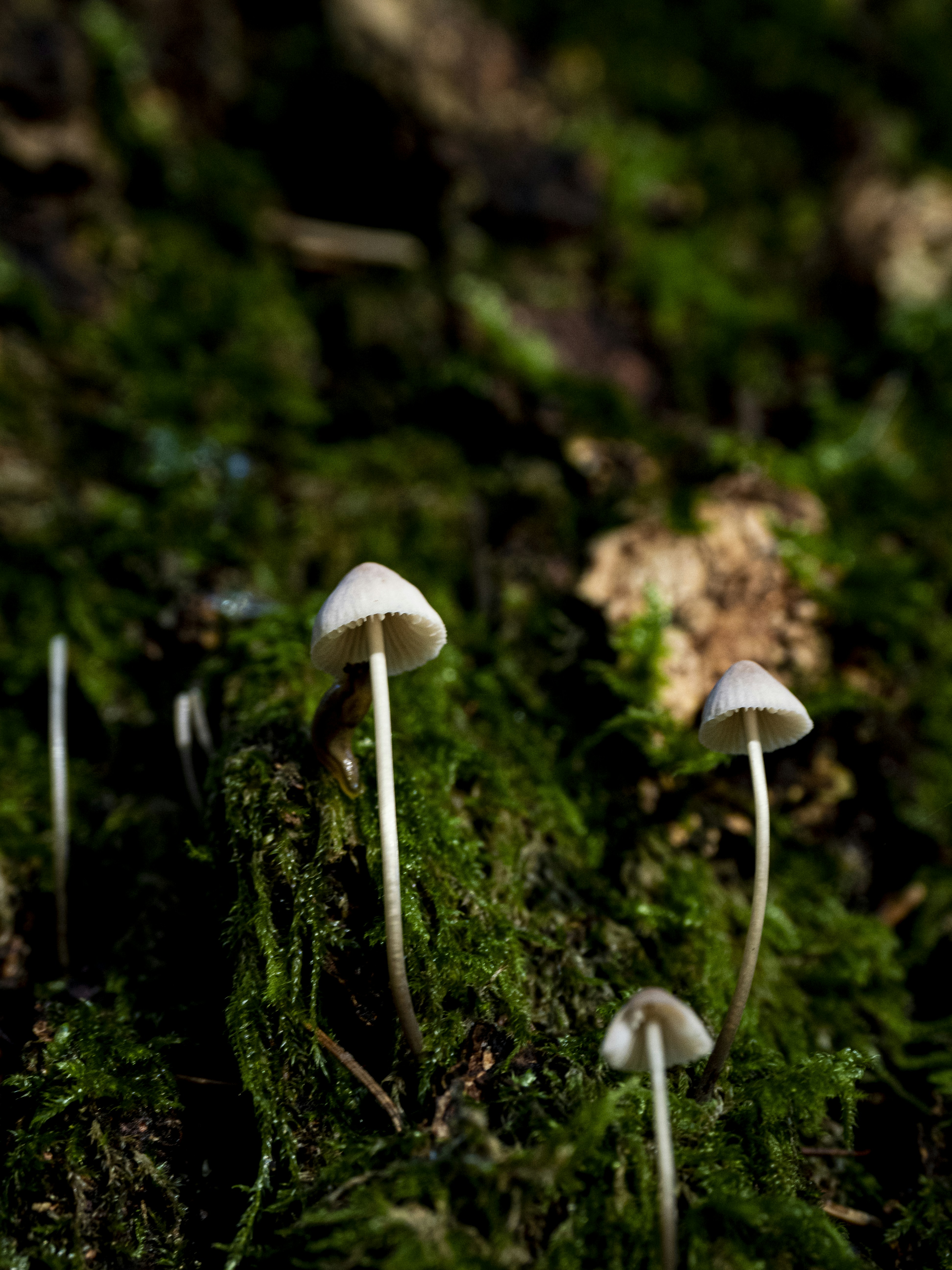 Photo by gopitri_prem