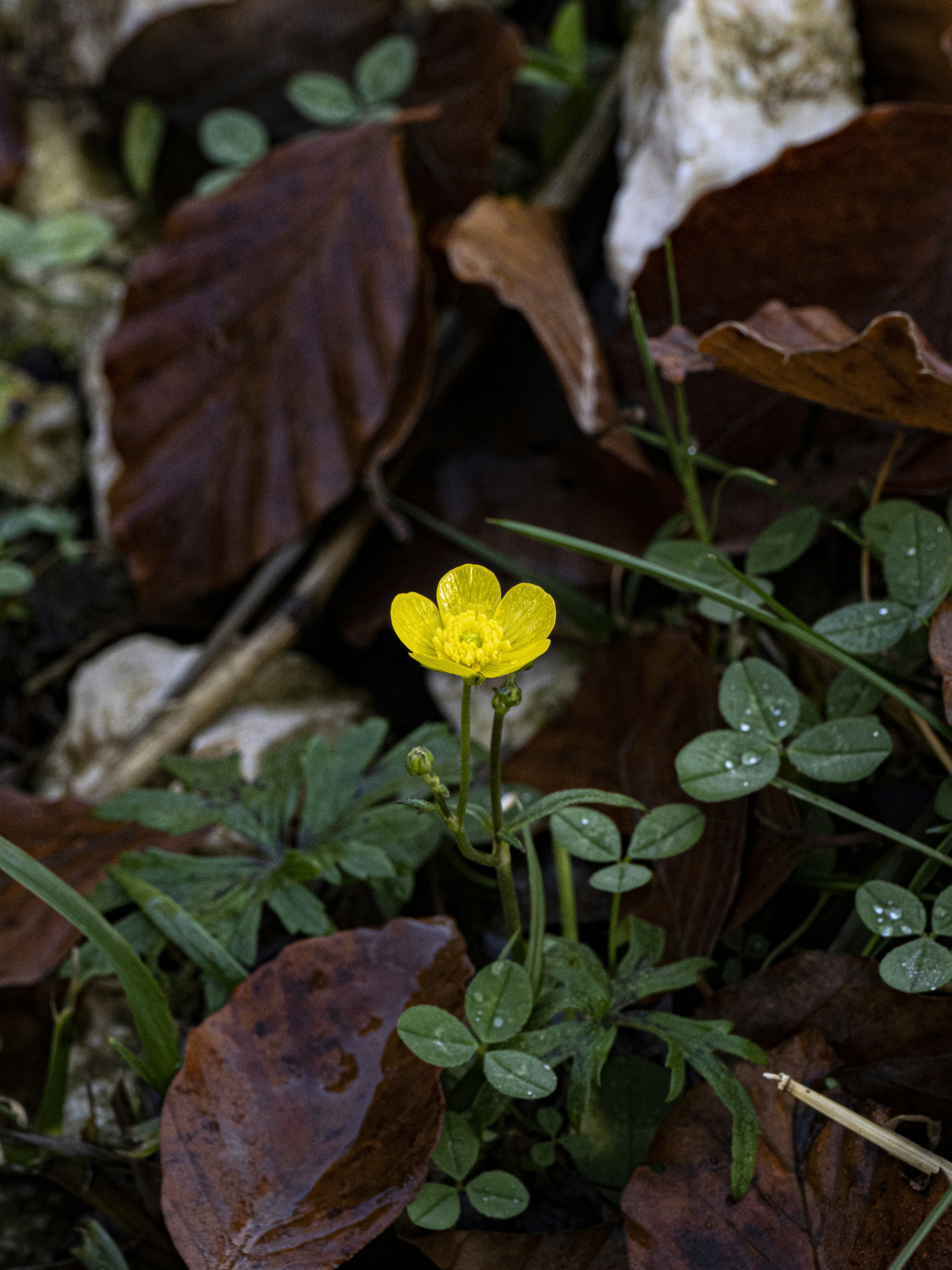 Photo by gopitri_prem