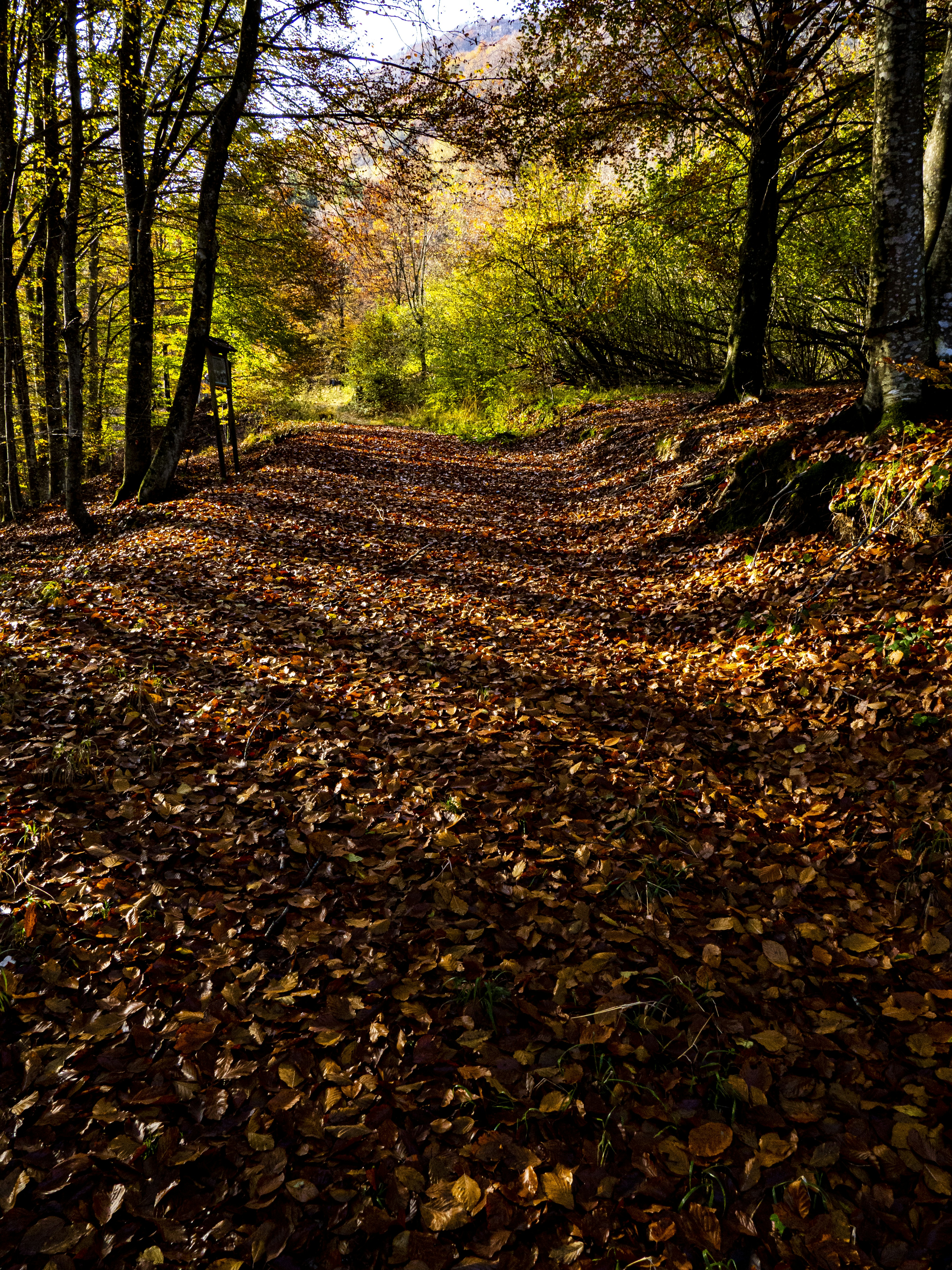 Photo by gopitri_prem