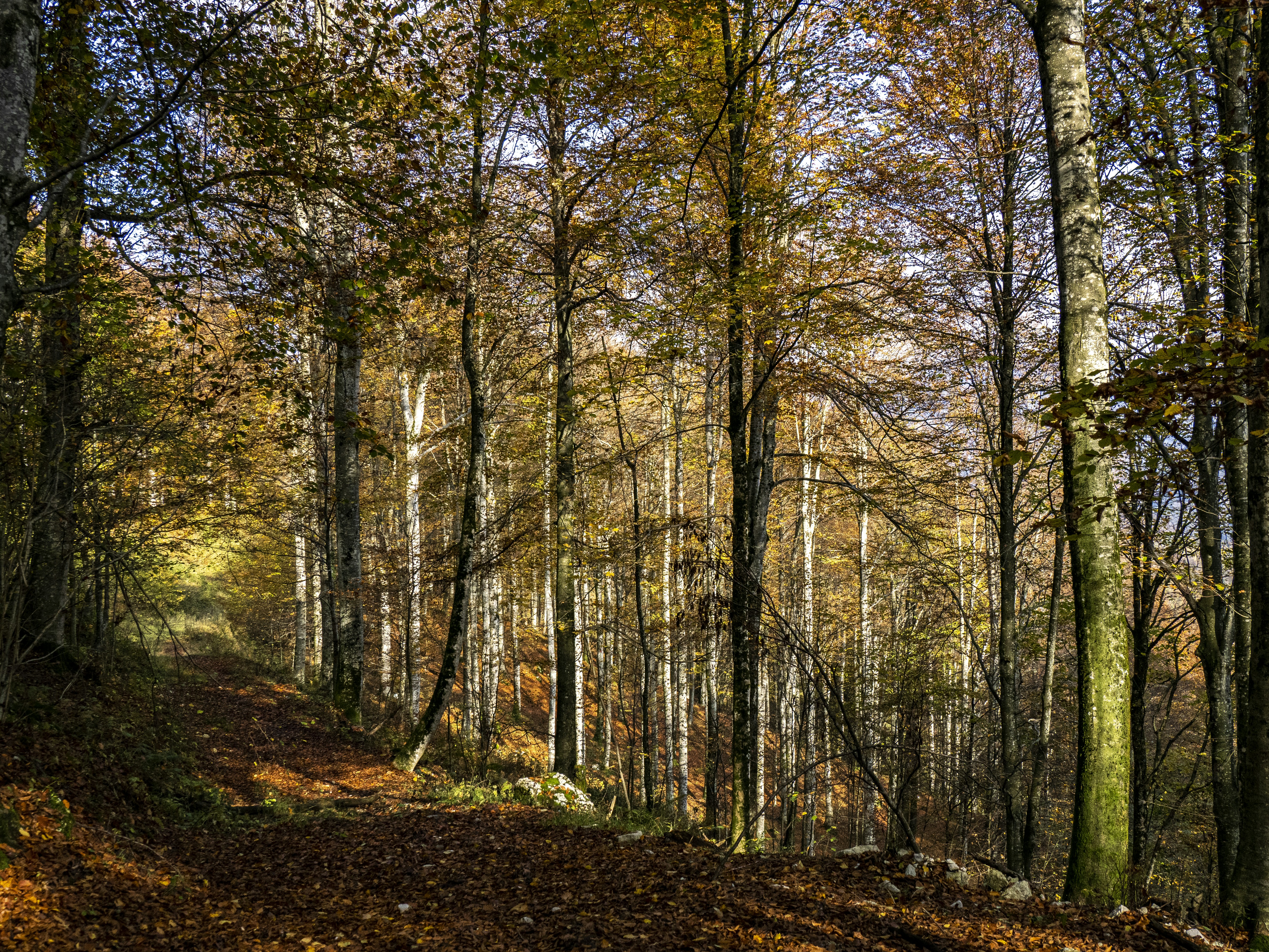 Photo by gopitri_prem