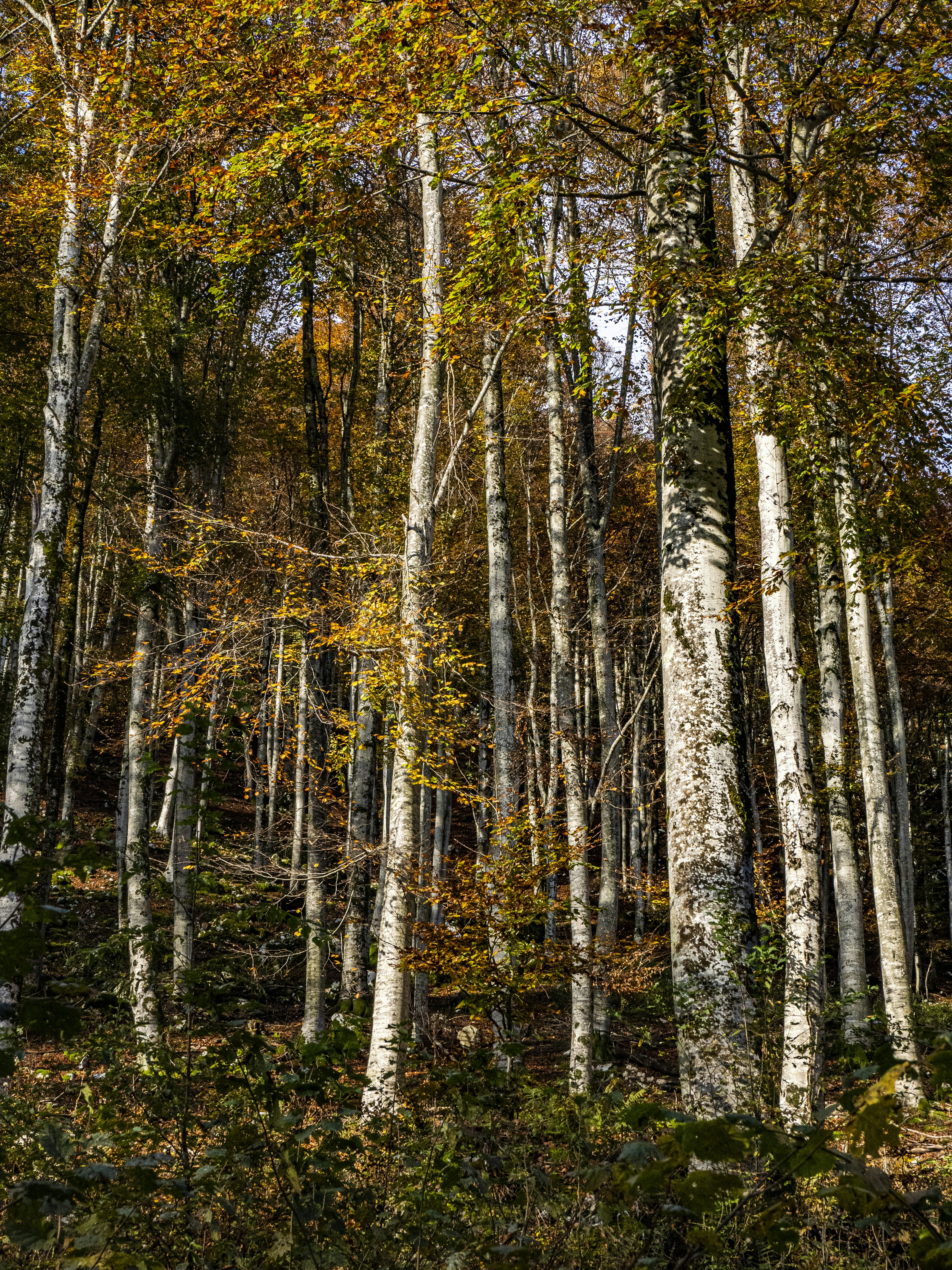 Photo by gopitri_prem