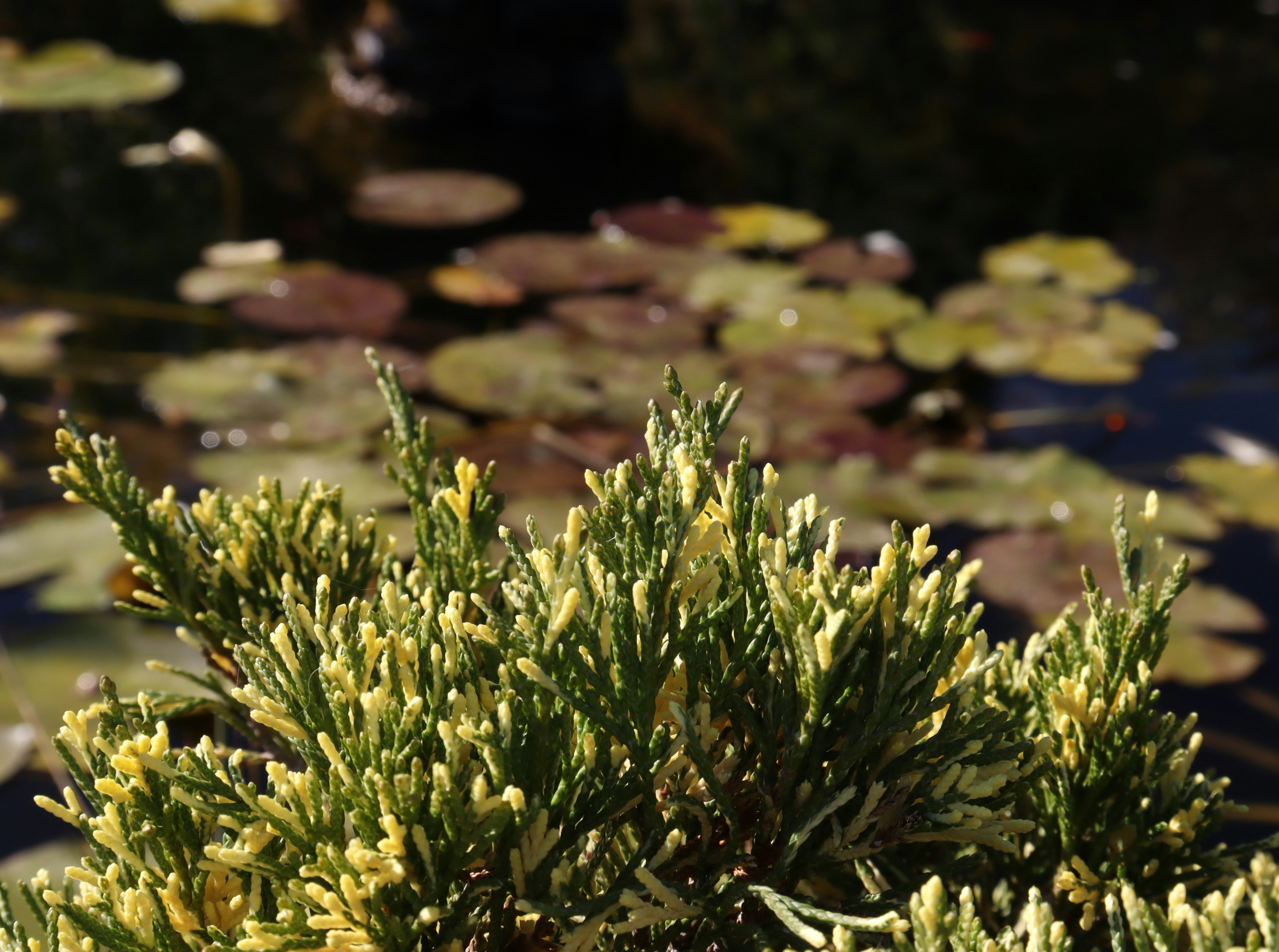 Photo by bored_mongoose