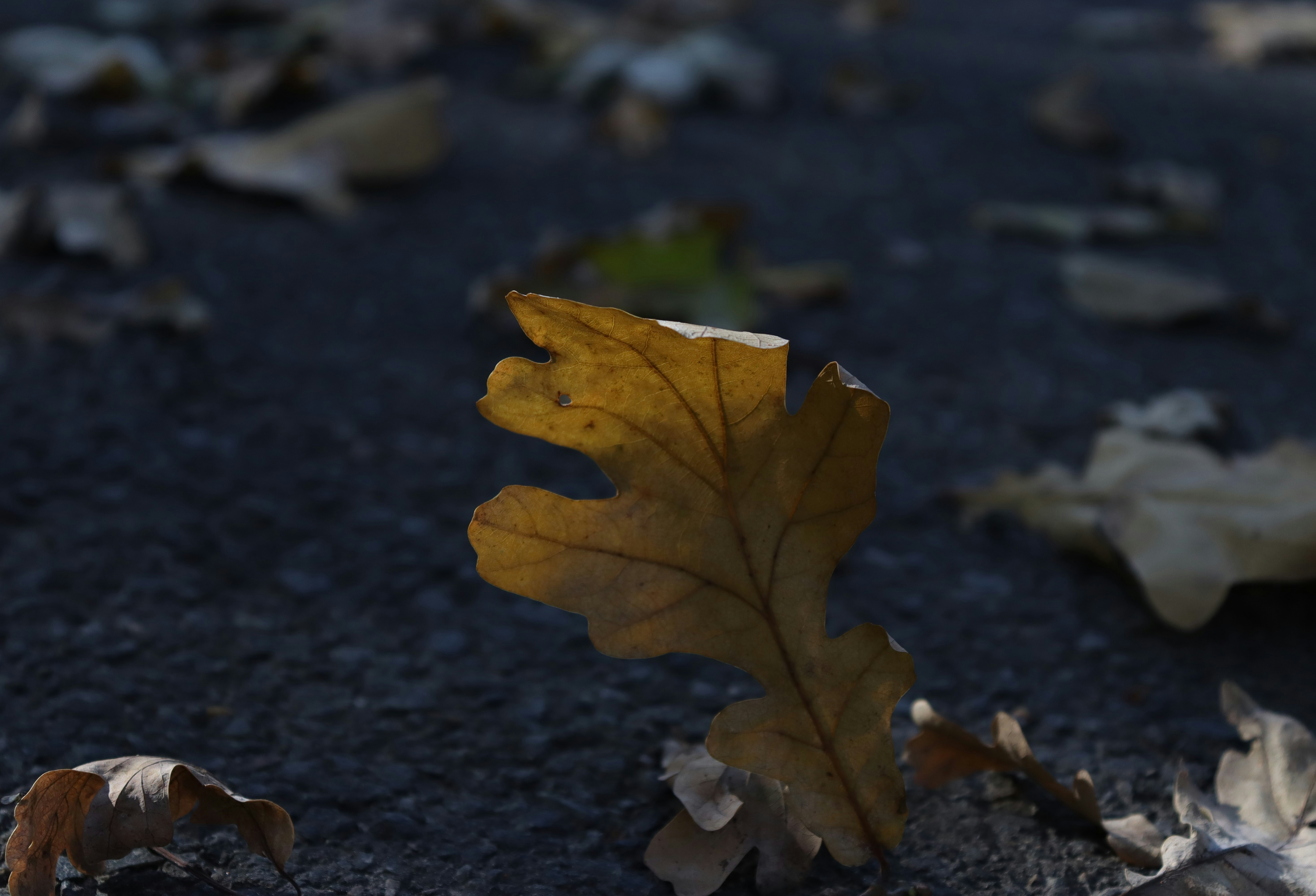 Photo by bored_mongoose