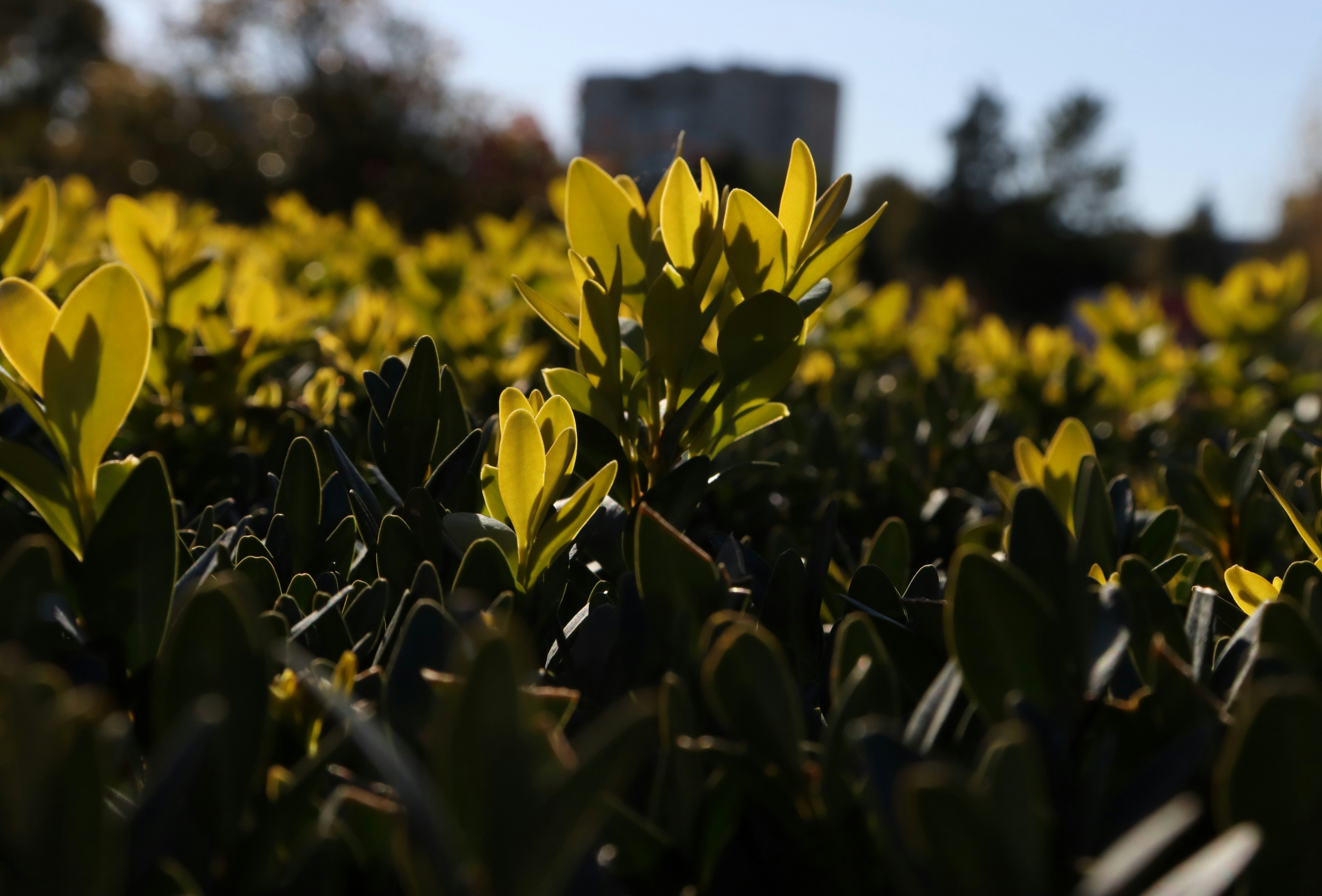 A field of yellow flowers with a building in the background