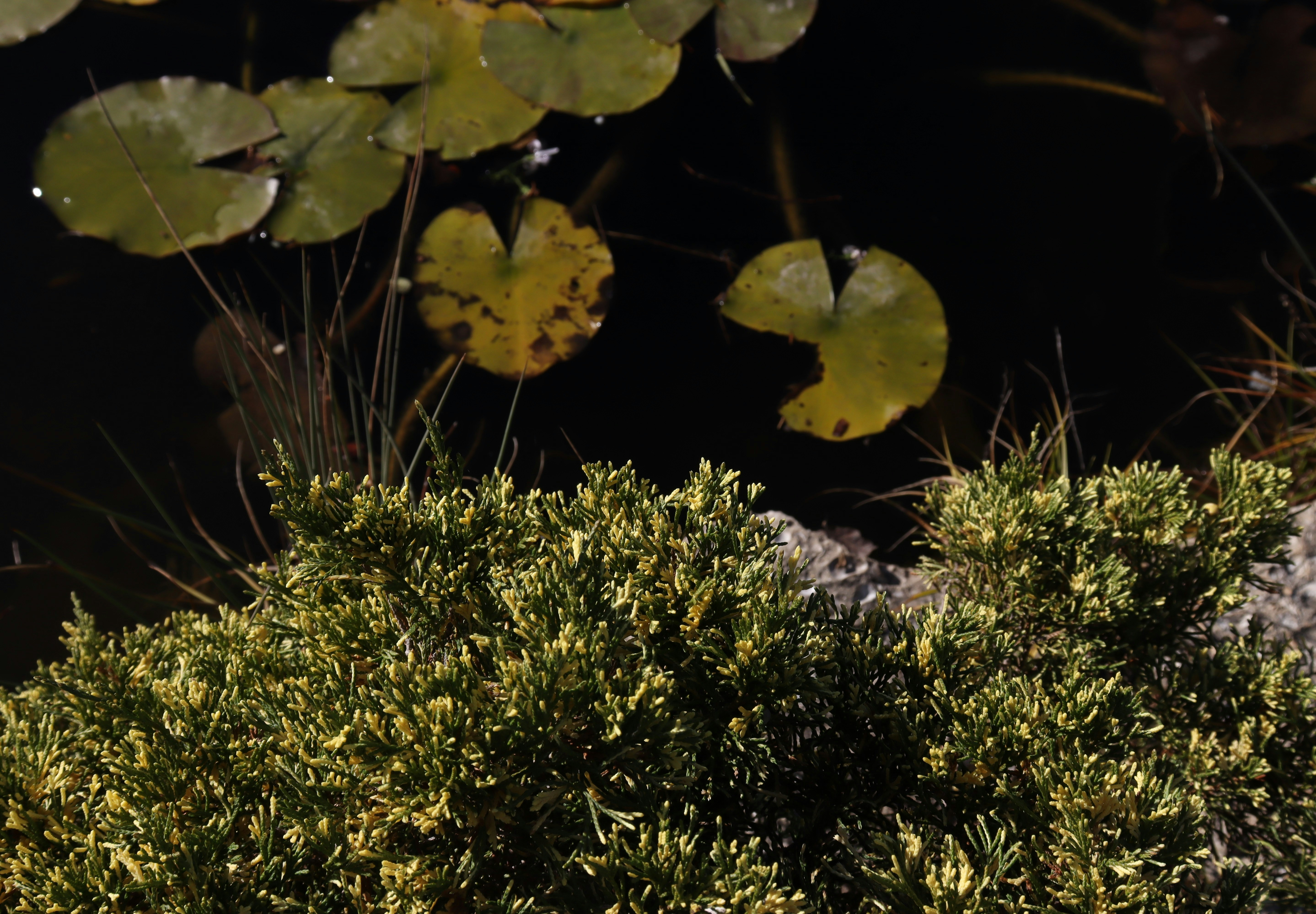 Photo by bored_mongoose