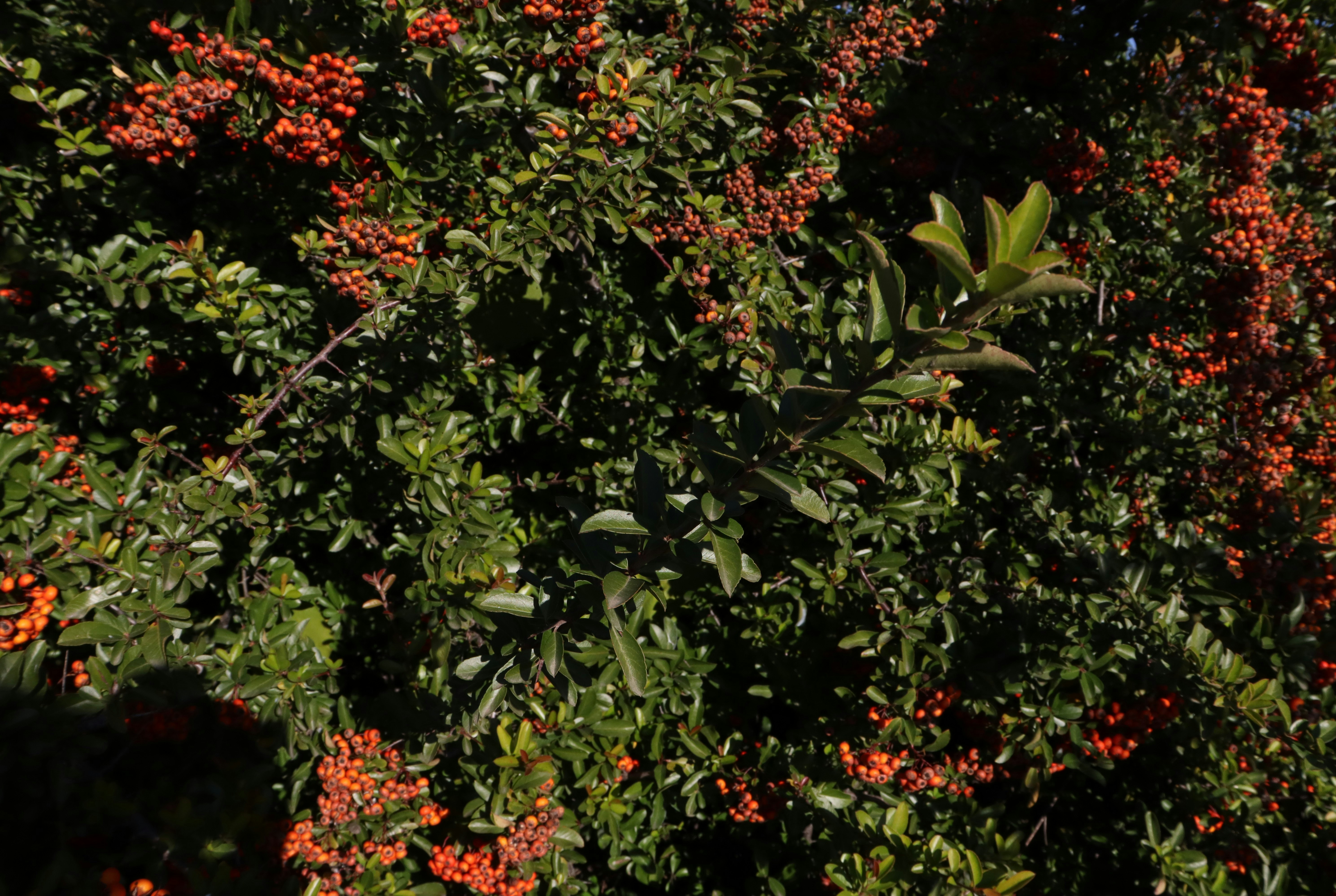 Photo by bored_mongoose