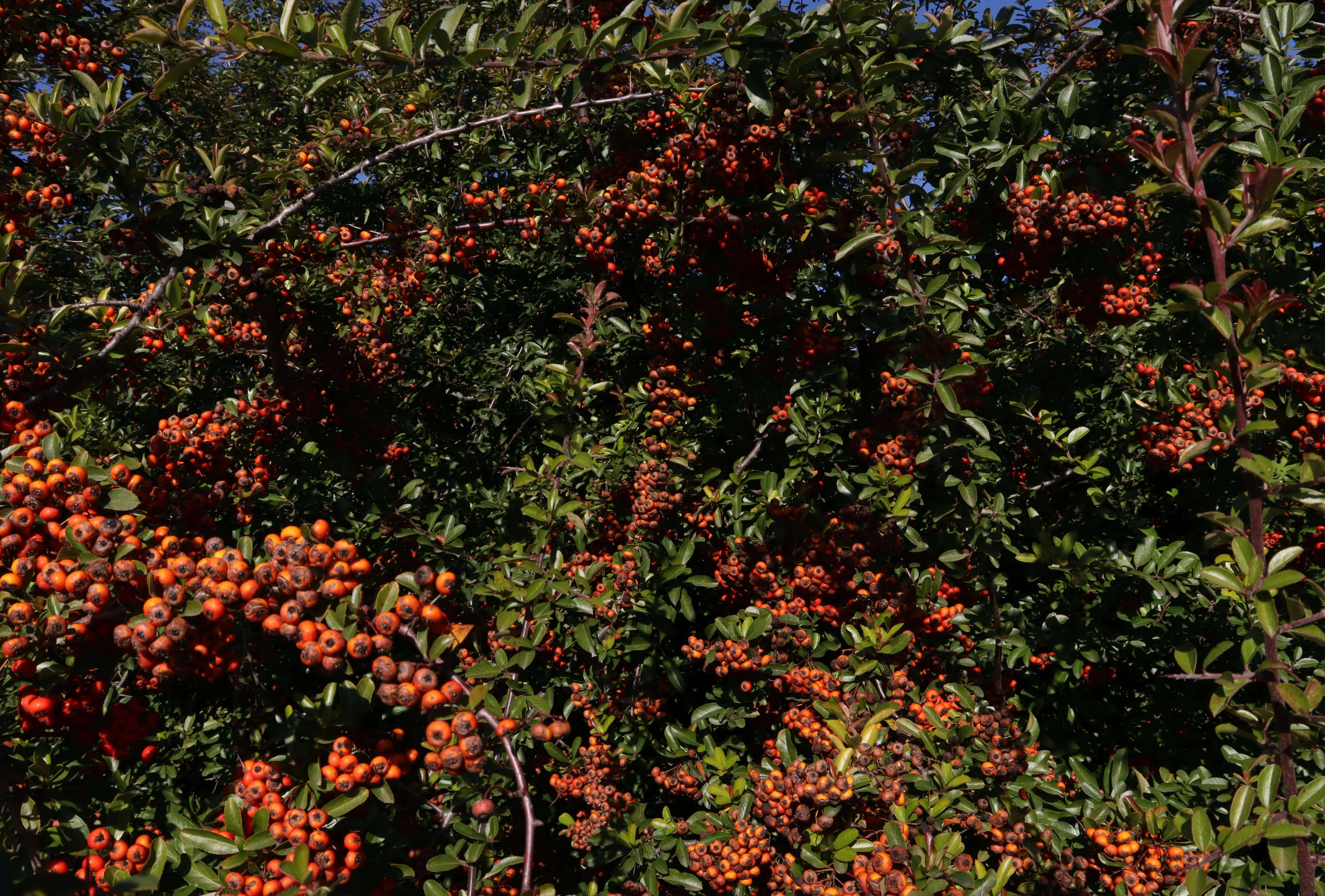 sea buckthorn berries close up, wallpaper, Sea Buckthorn Oil: Healing & Strengthening Skin Barriers 5