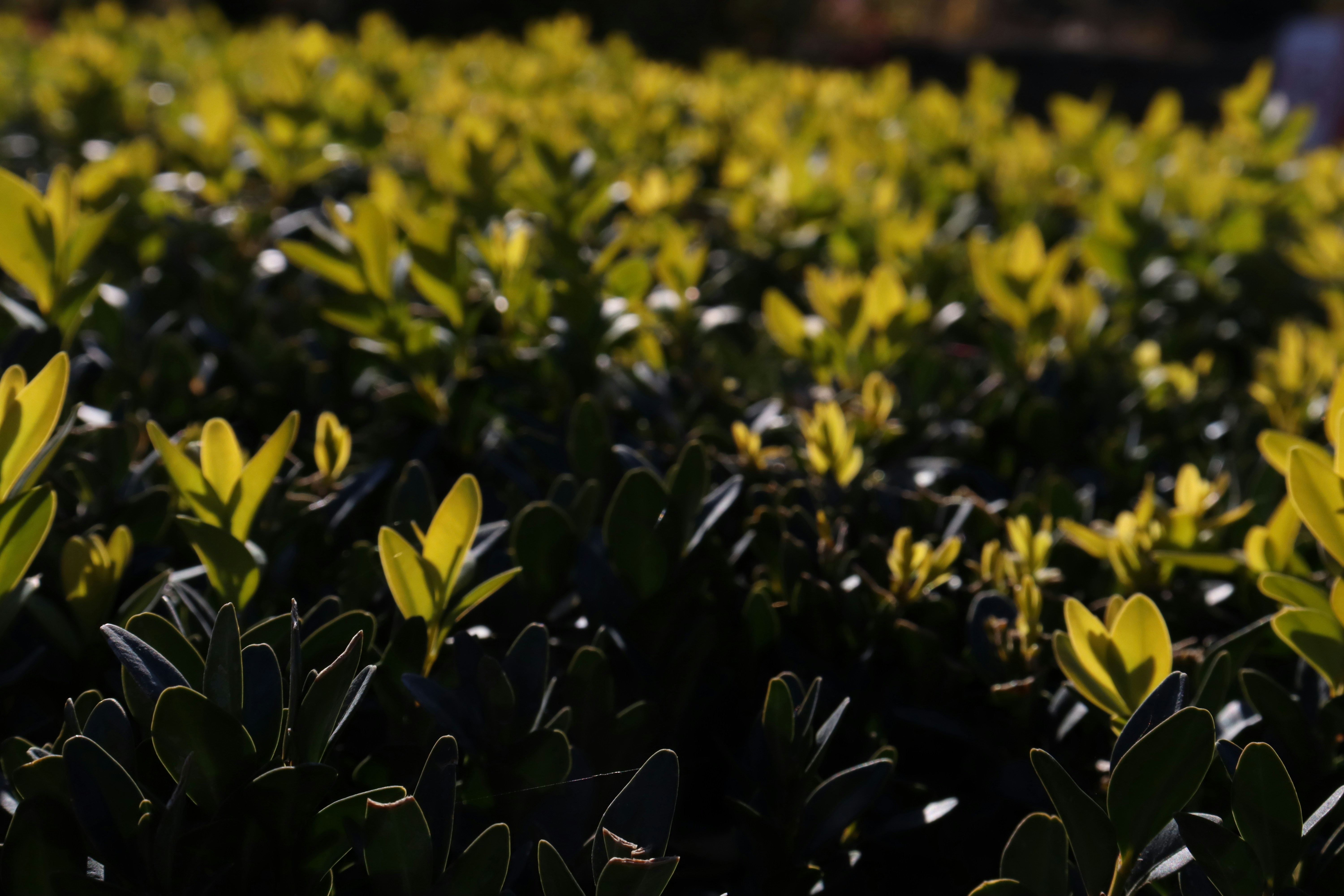 A field of green plants with yellow leaves