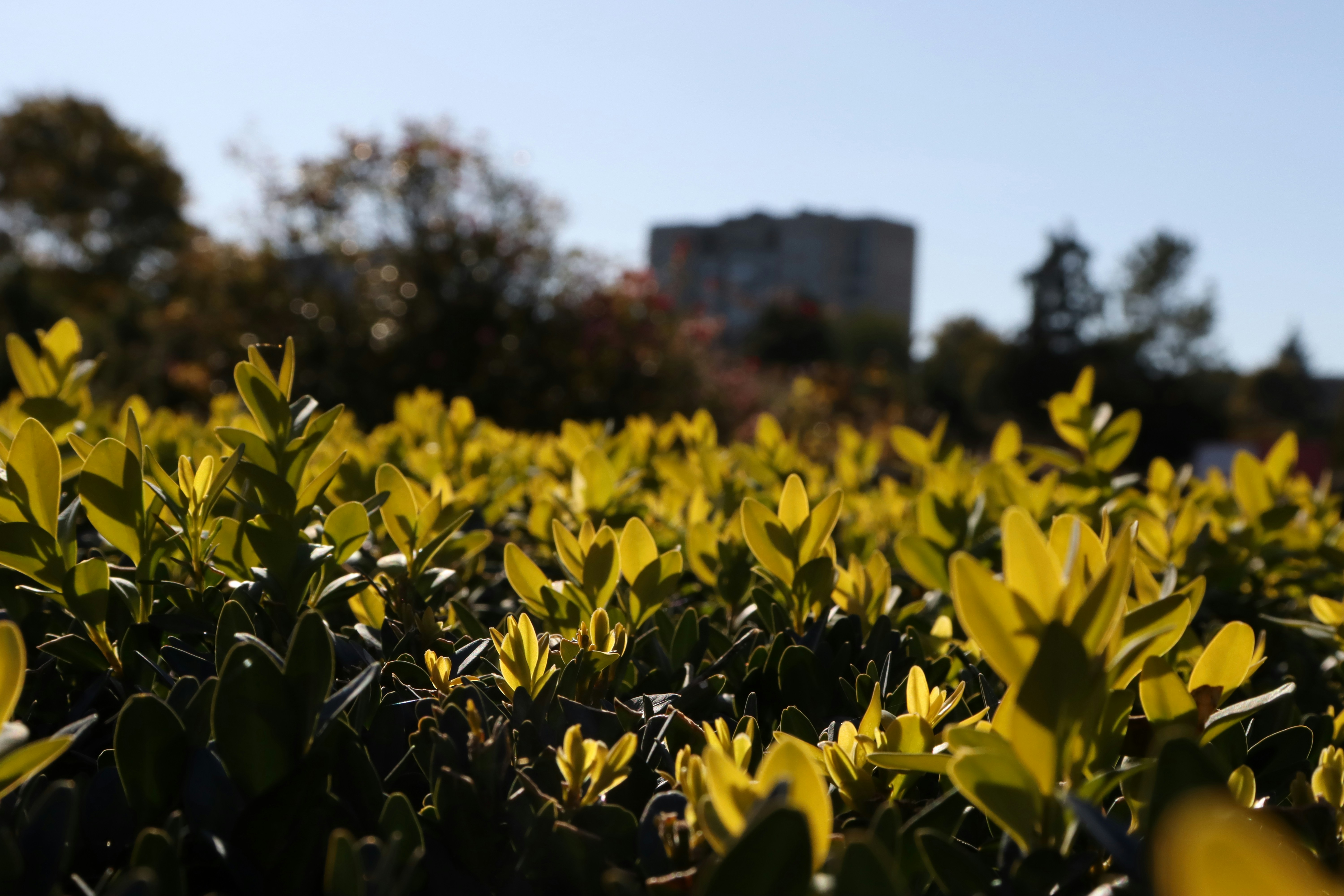 A field of yellow flowers with buildings in the background