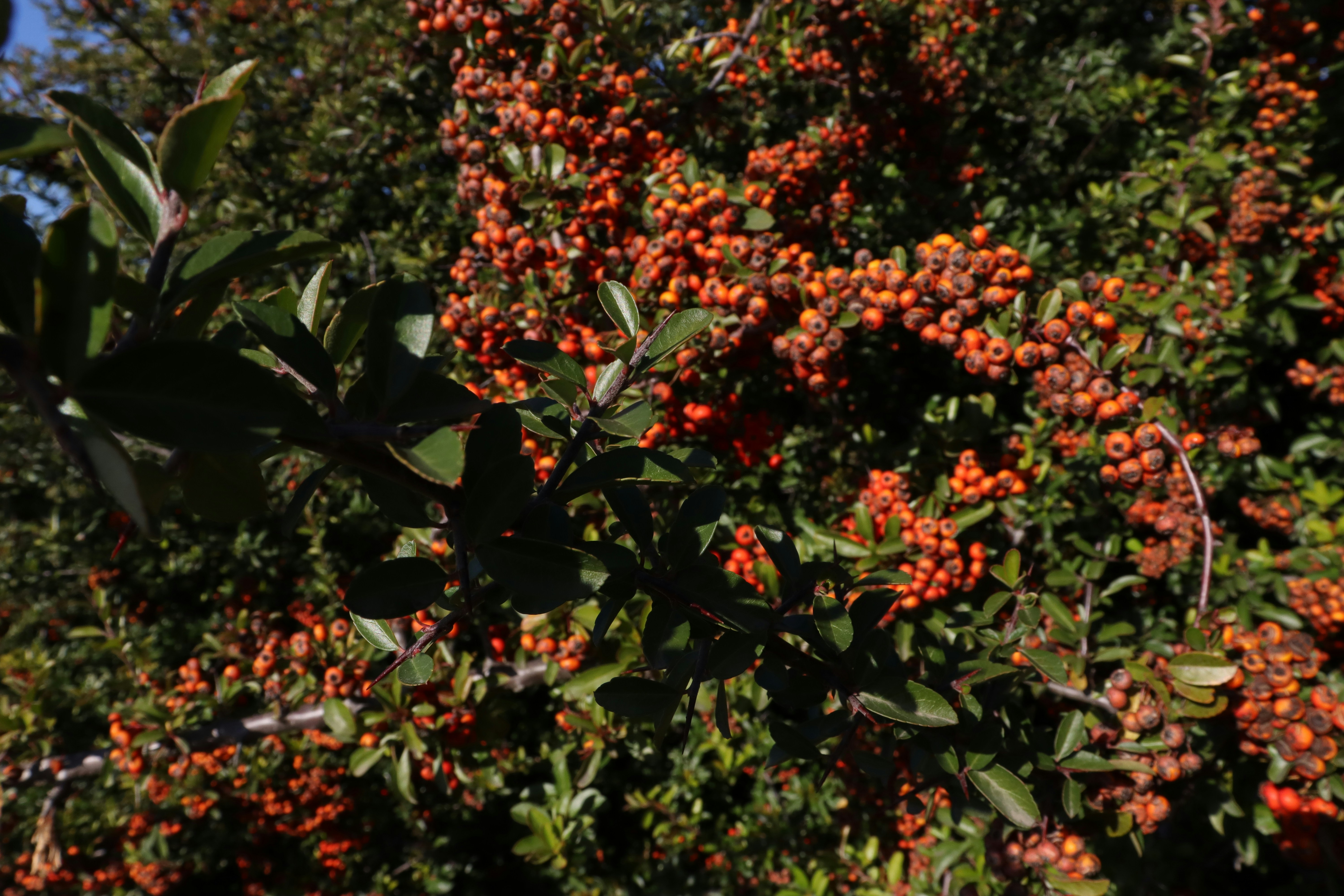 Photo by bored_mongoose