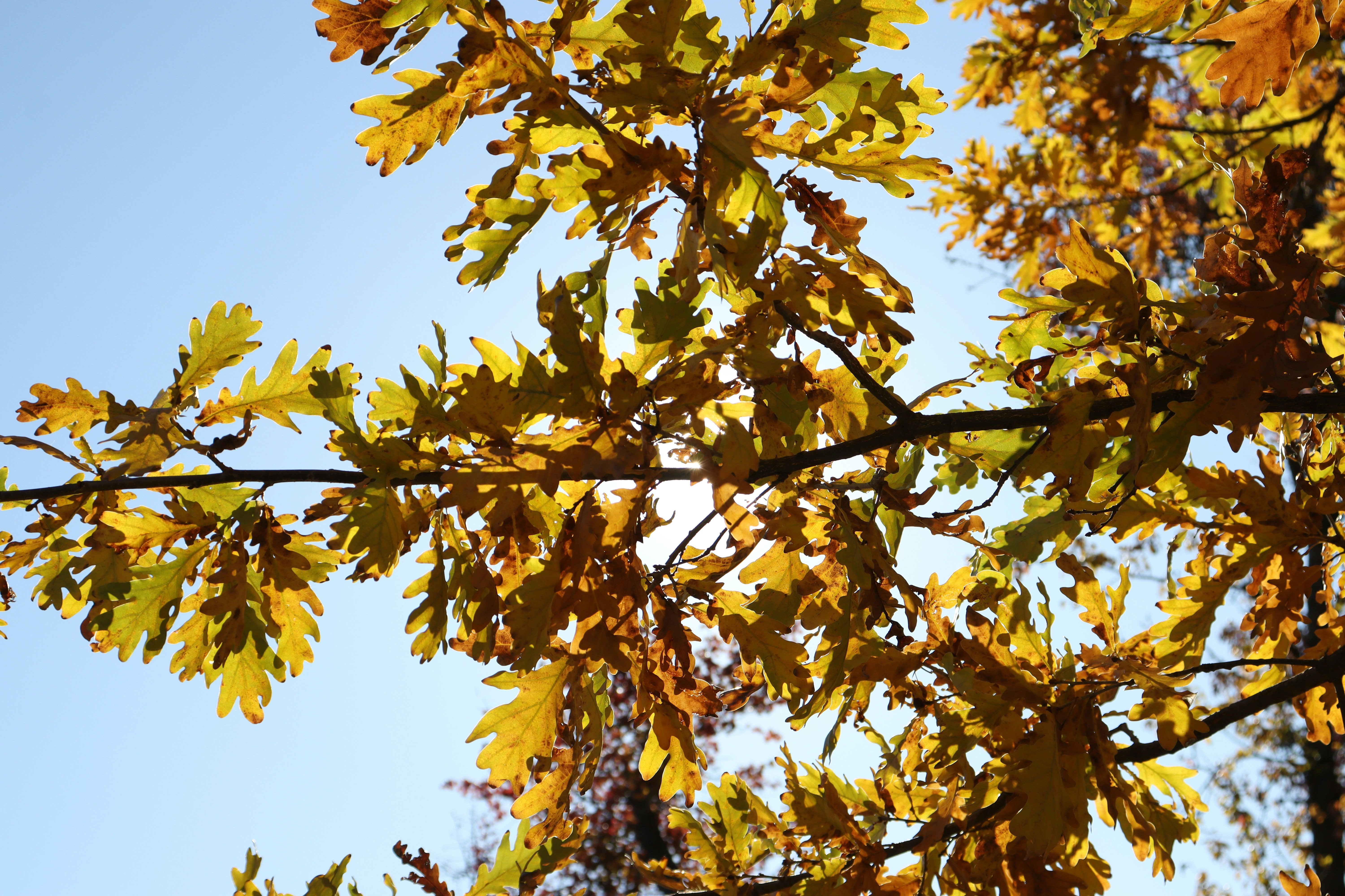 A bird is perched on a branch of a tree