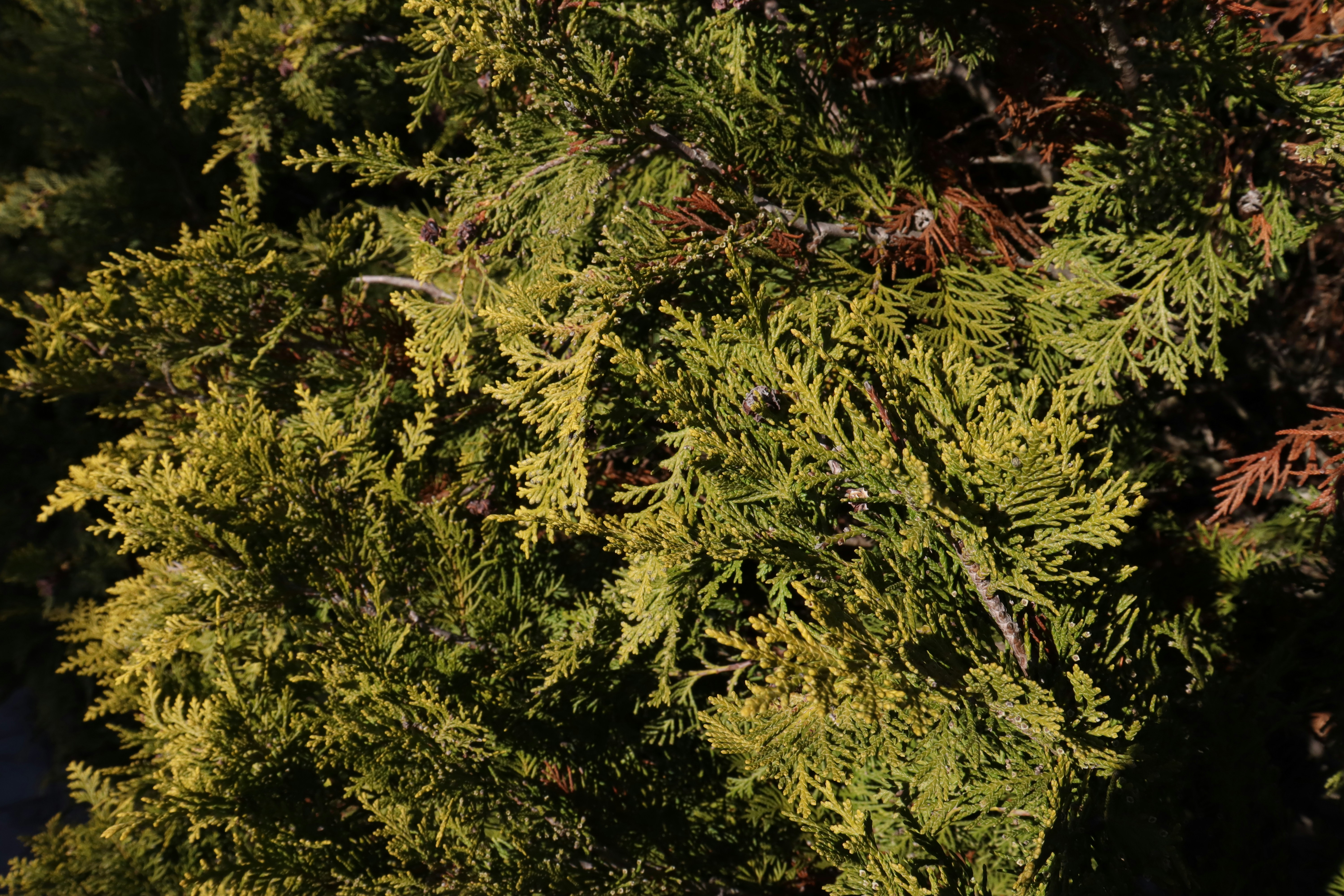 Photo by bored_mongoose