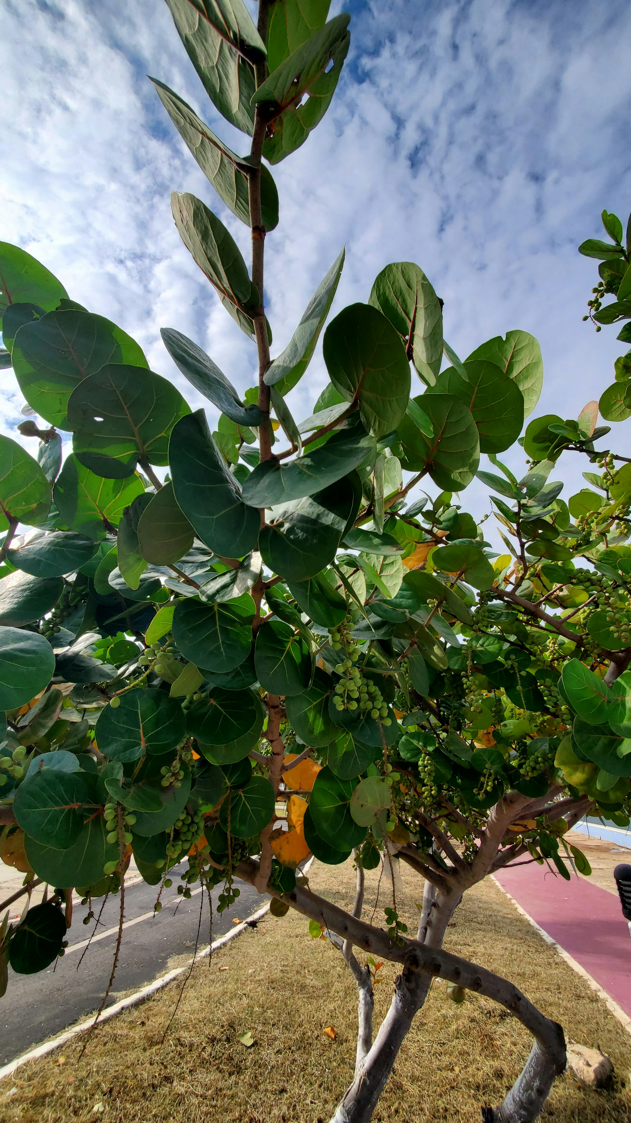 Pohon kecil dengan banyak daun hijau
