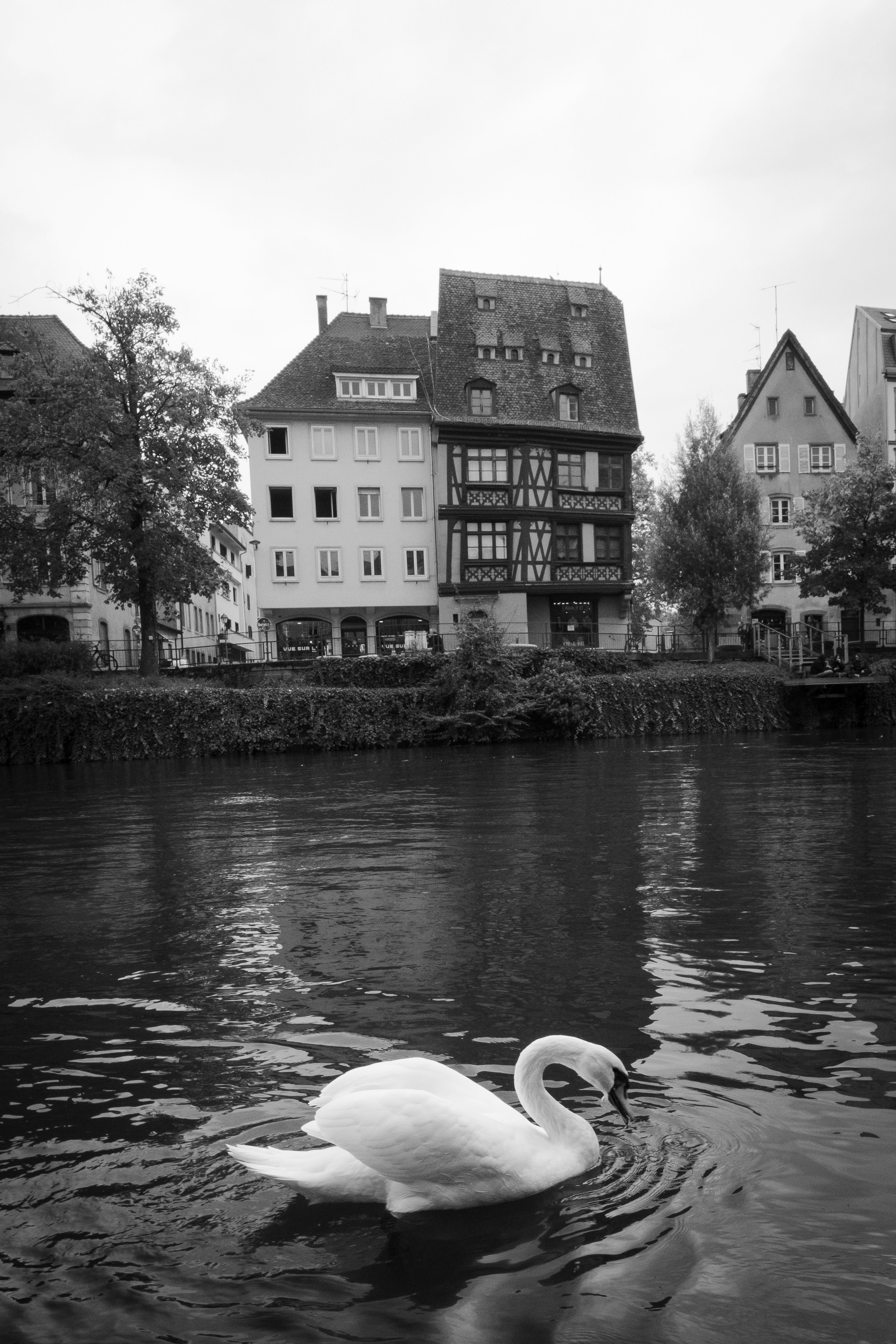 A swan is swimming in the water near some buildings