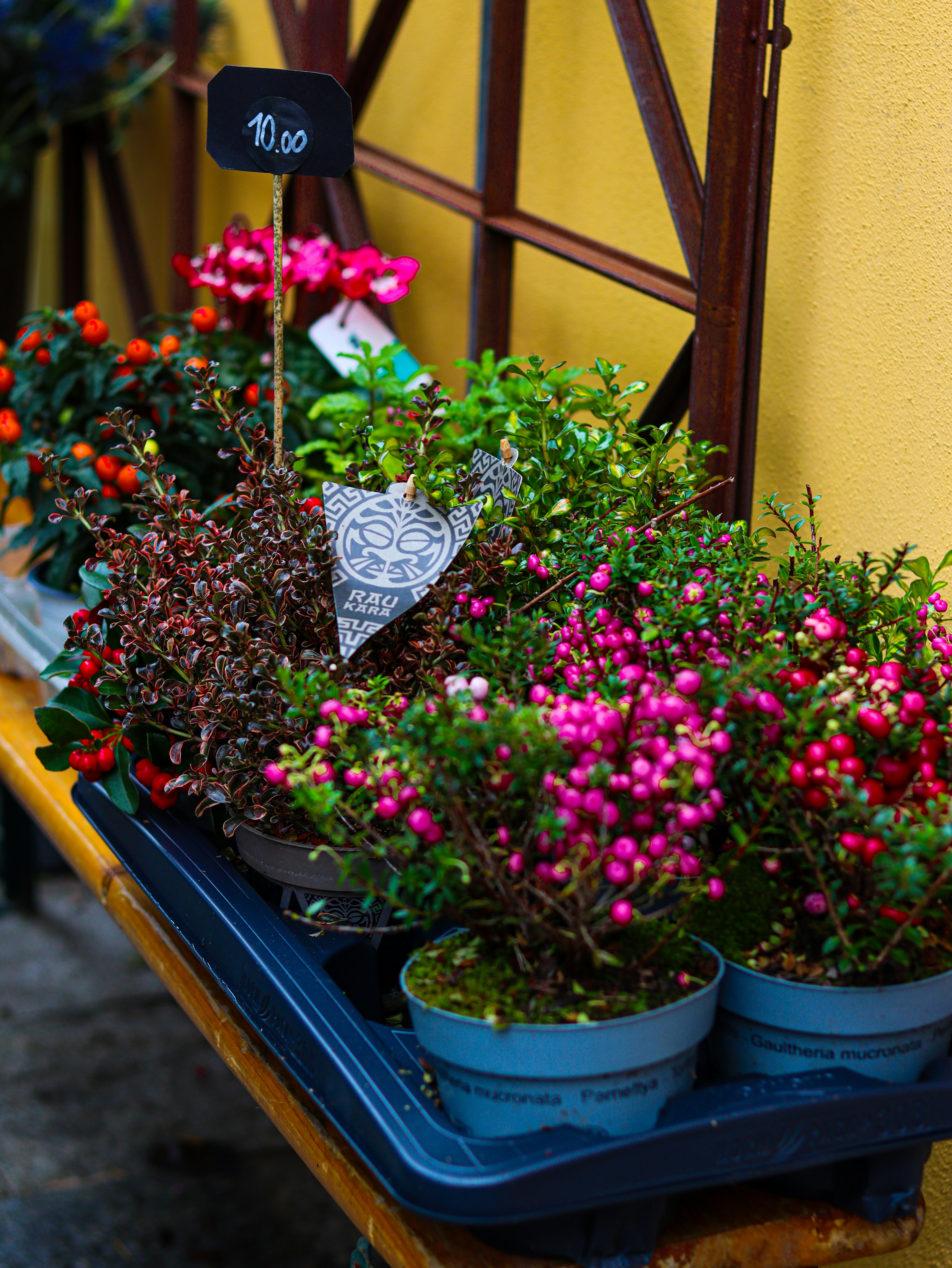 A table topped with potted plants next to a yellow wall