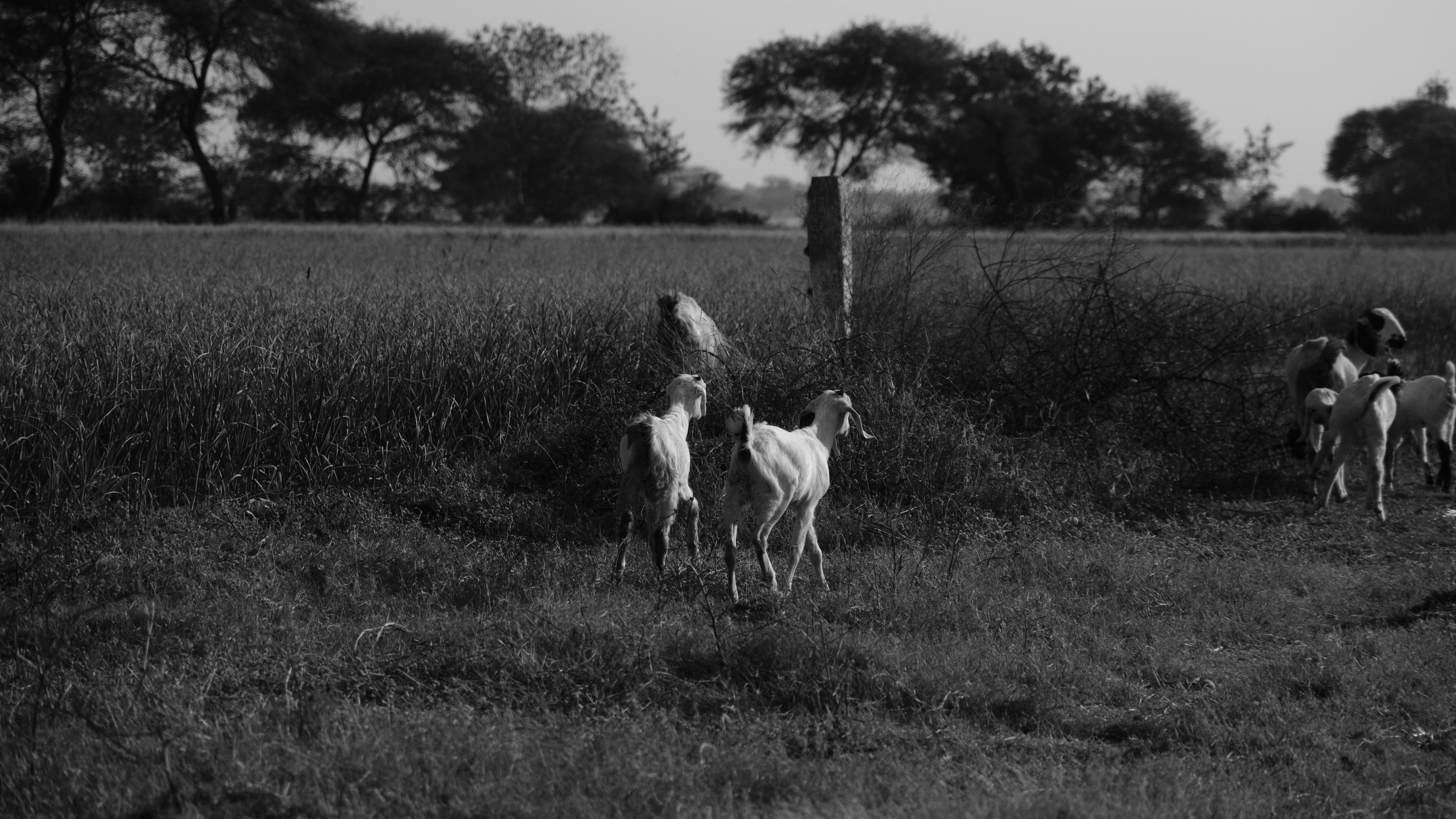 A black and white photo of a group of people riding horses