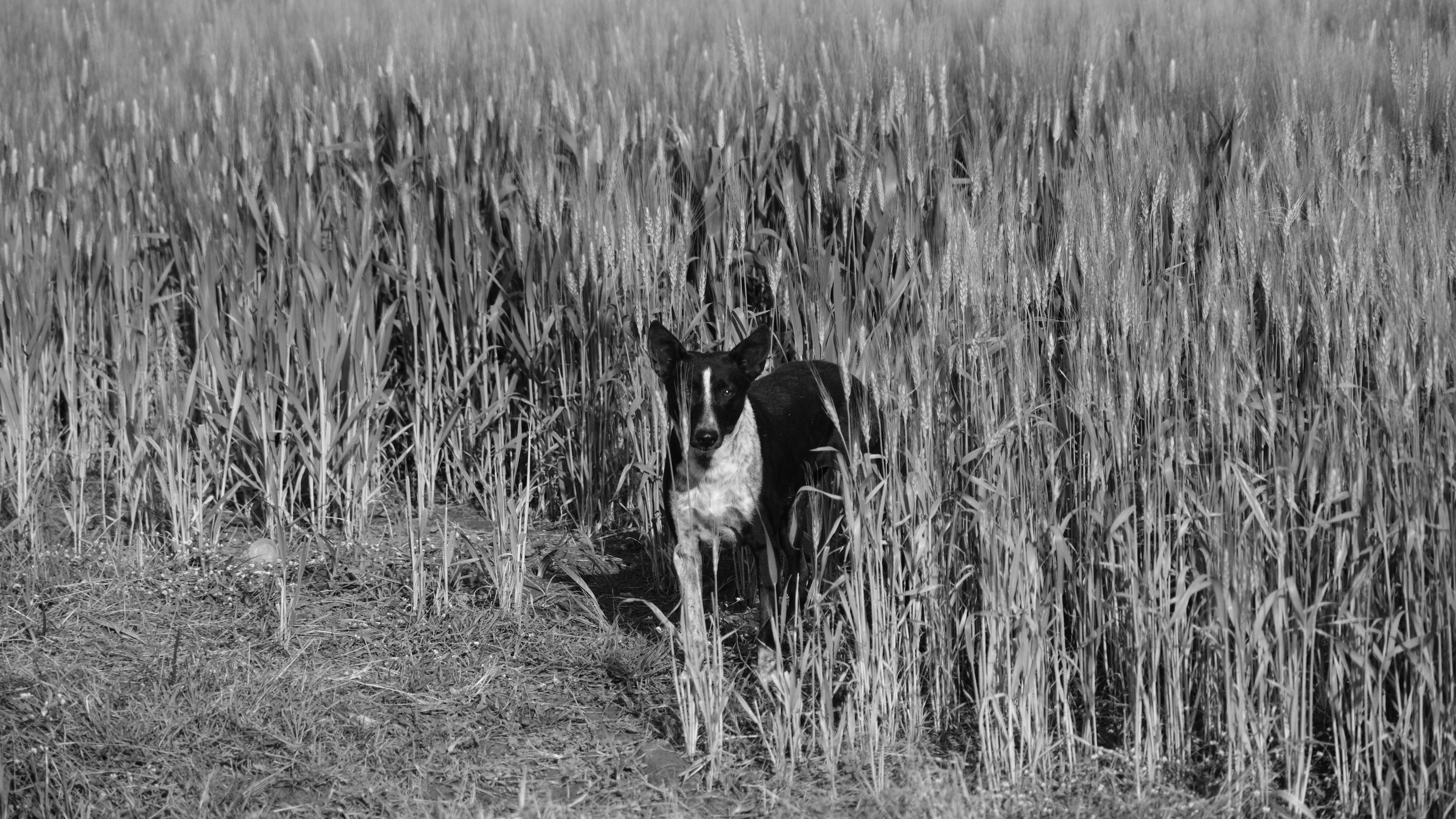 A black and white photo of a dog in a field