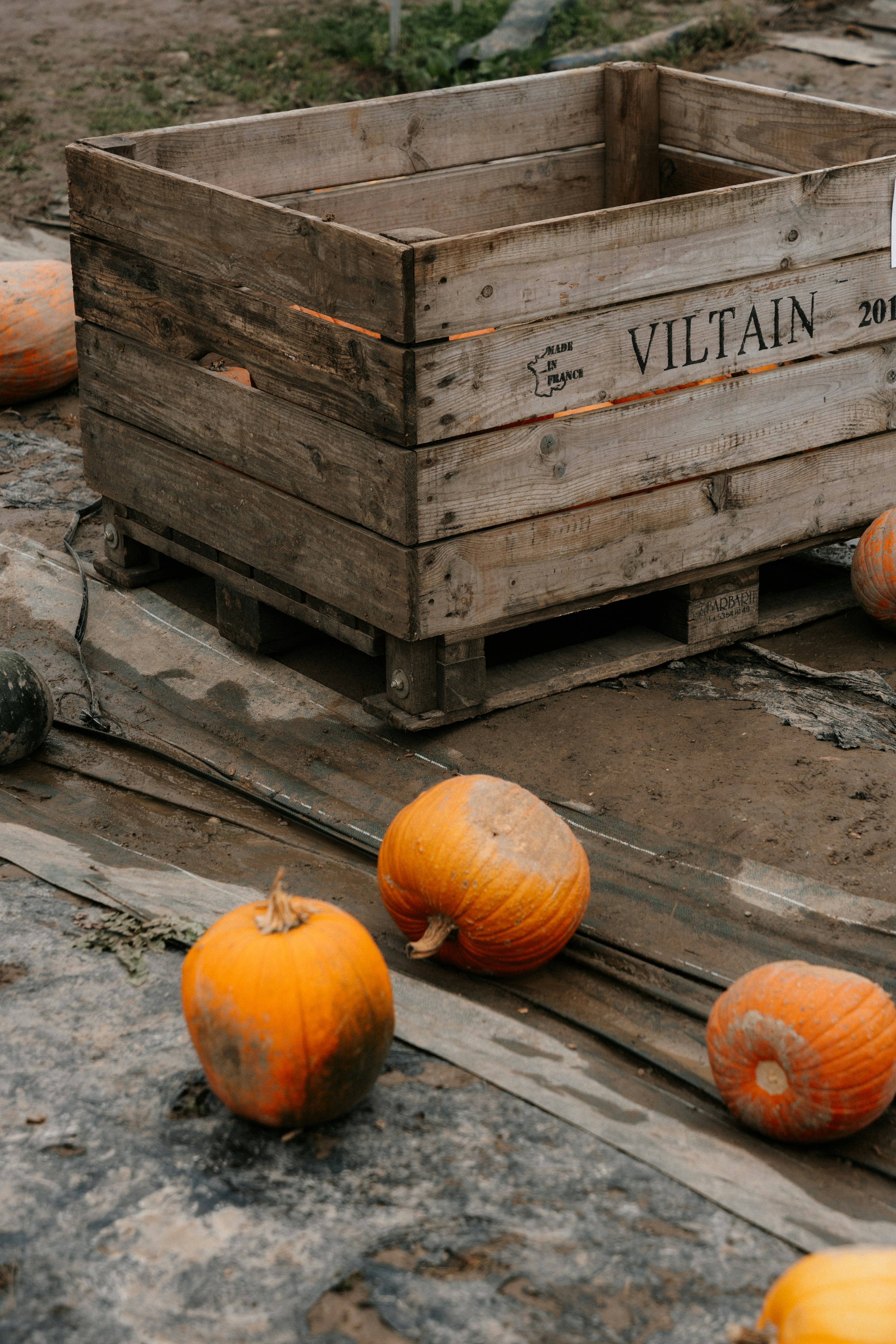 A wooden crate filled with lots of pumpkins photo – Free Food Image on ...