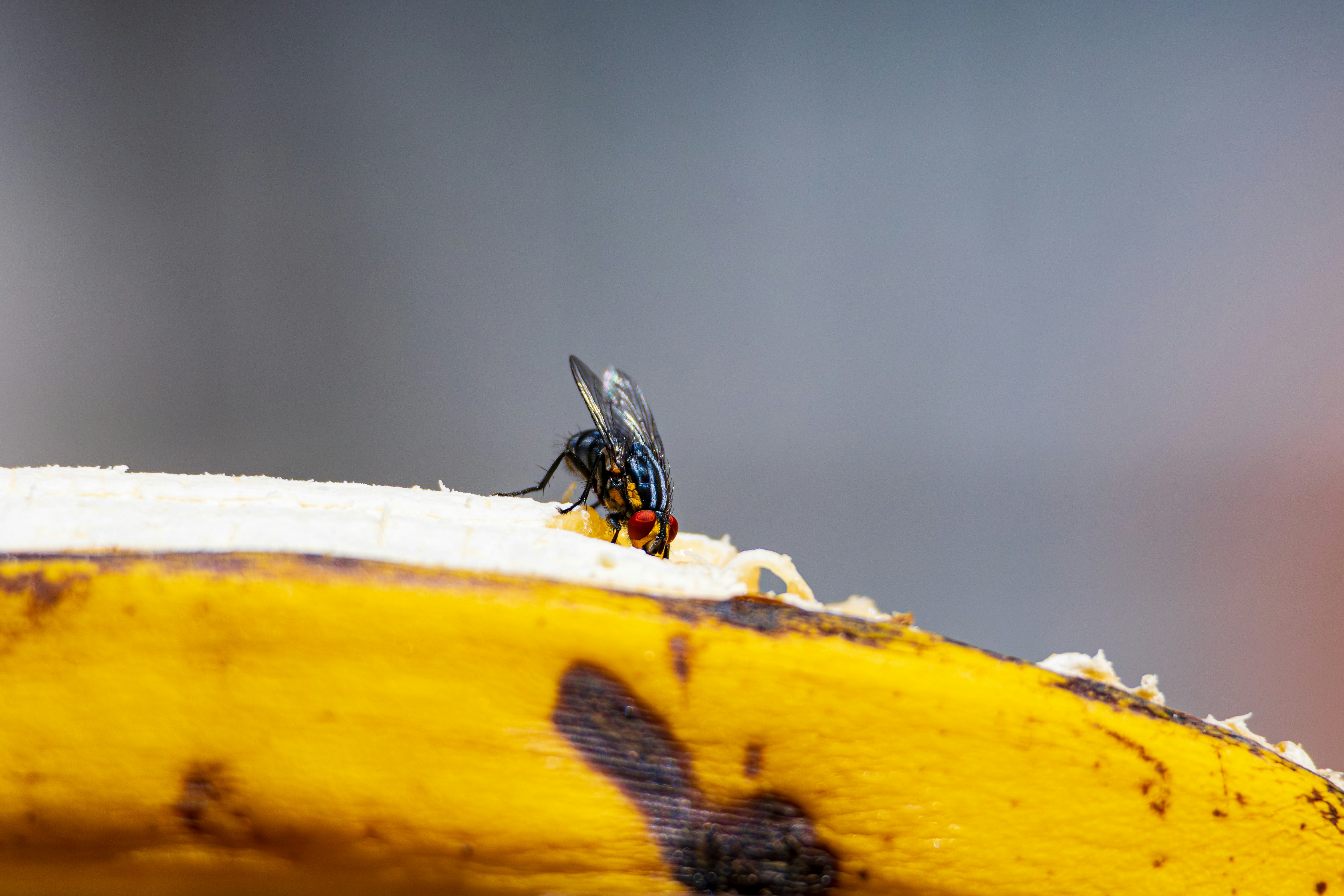 Photo by matheuskprot