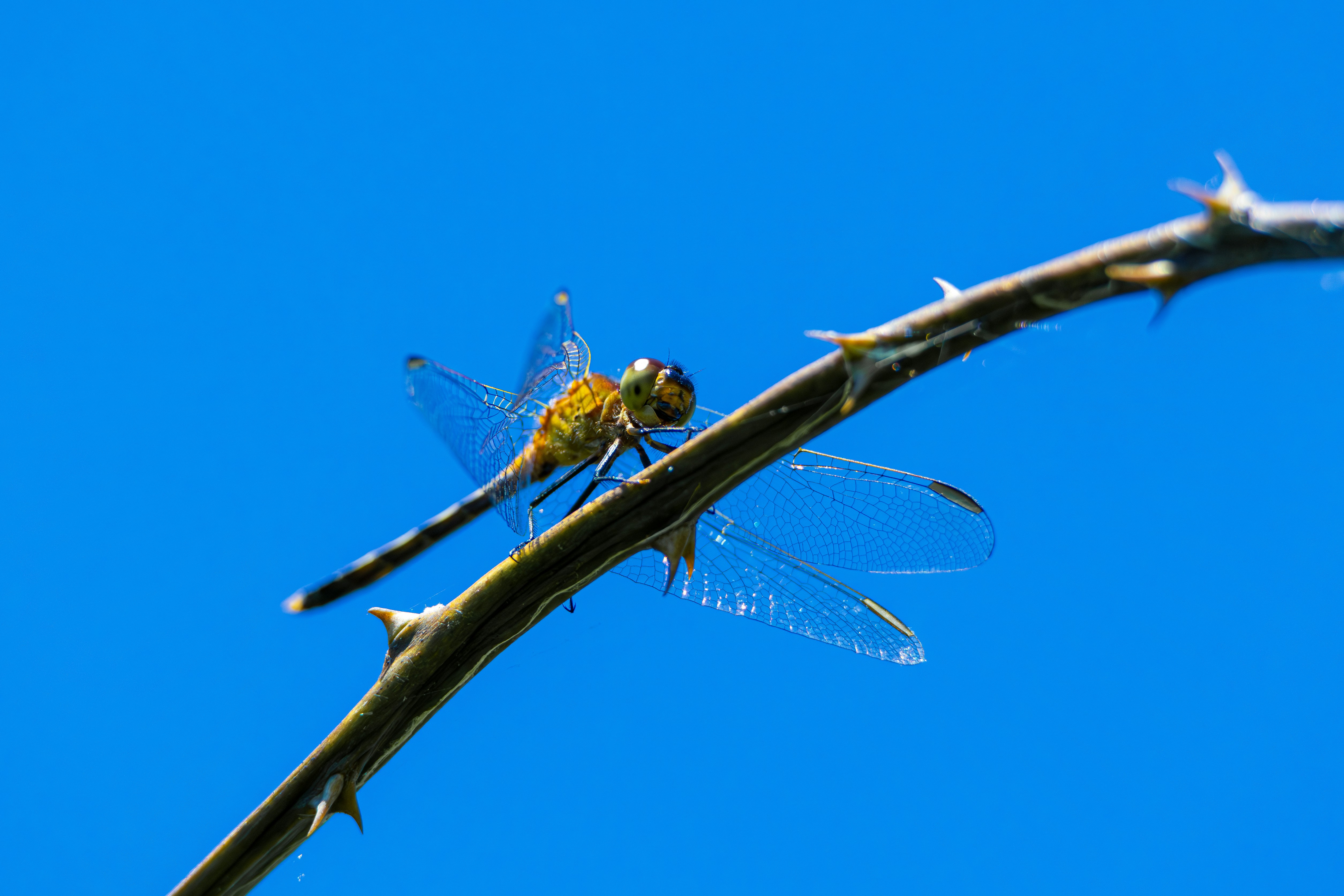 Photo by matheuskprot