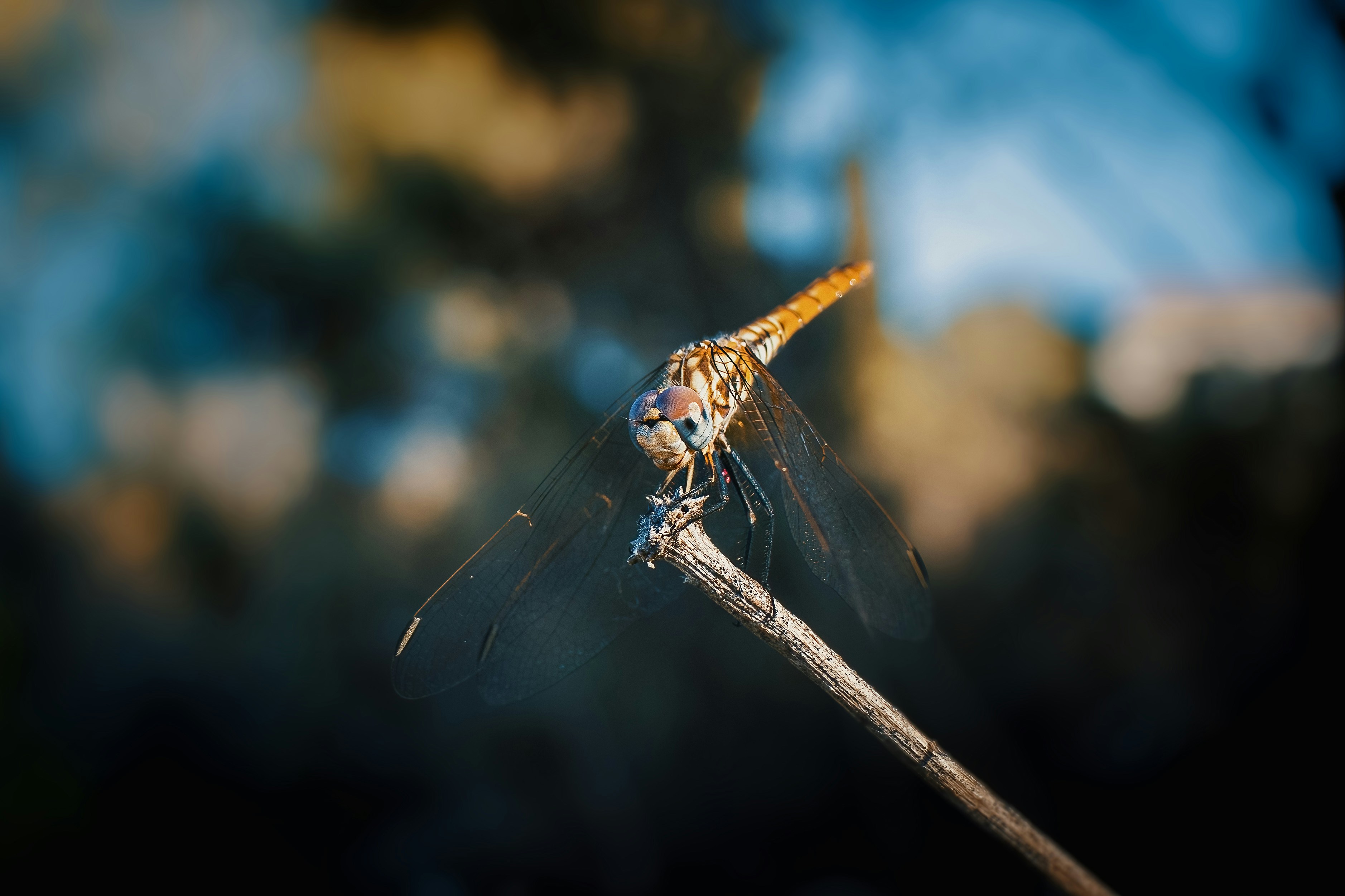 A close up of a spider on a twig